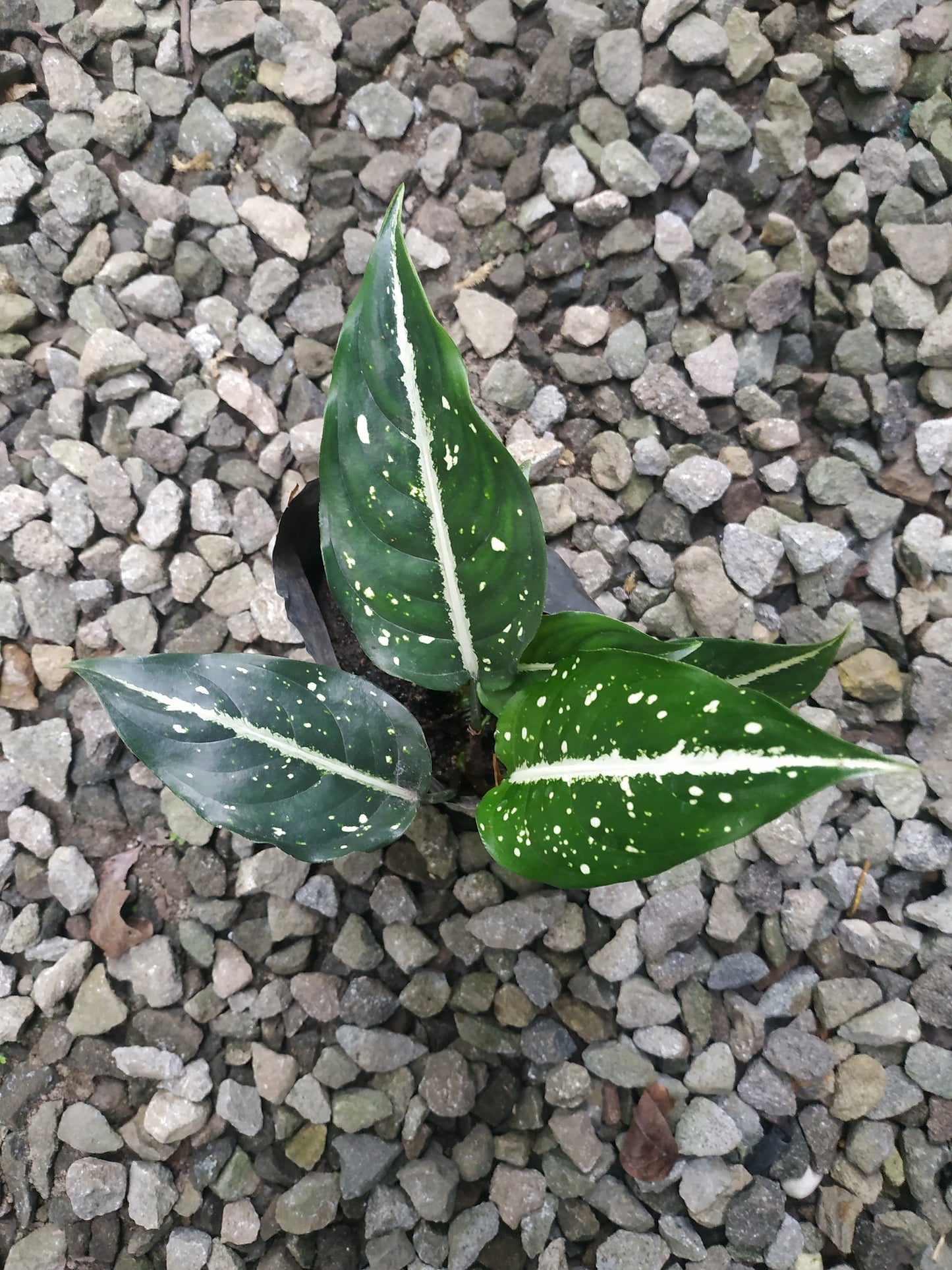Aglaonema Srikit