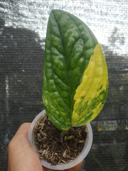 Monstera Peru Karstenianum Rooted Cutting