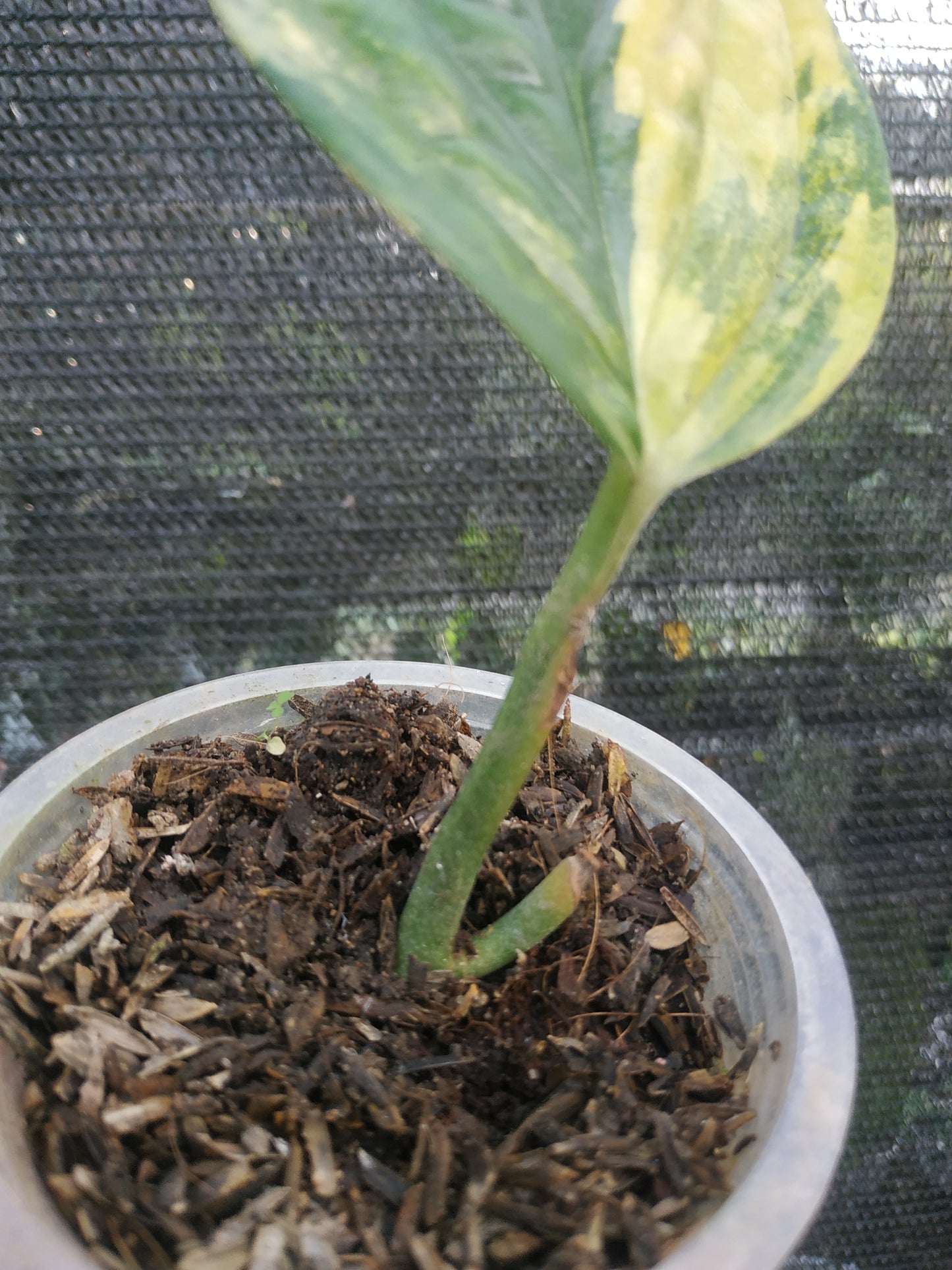 Monstera Peru Karstenianum Rooted Cutting