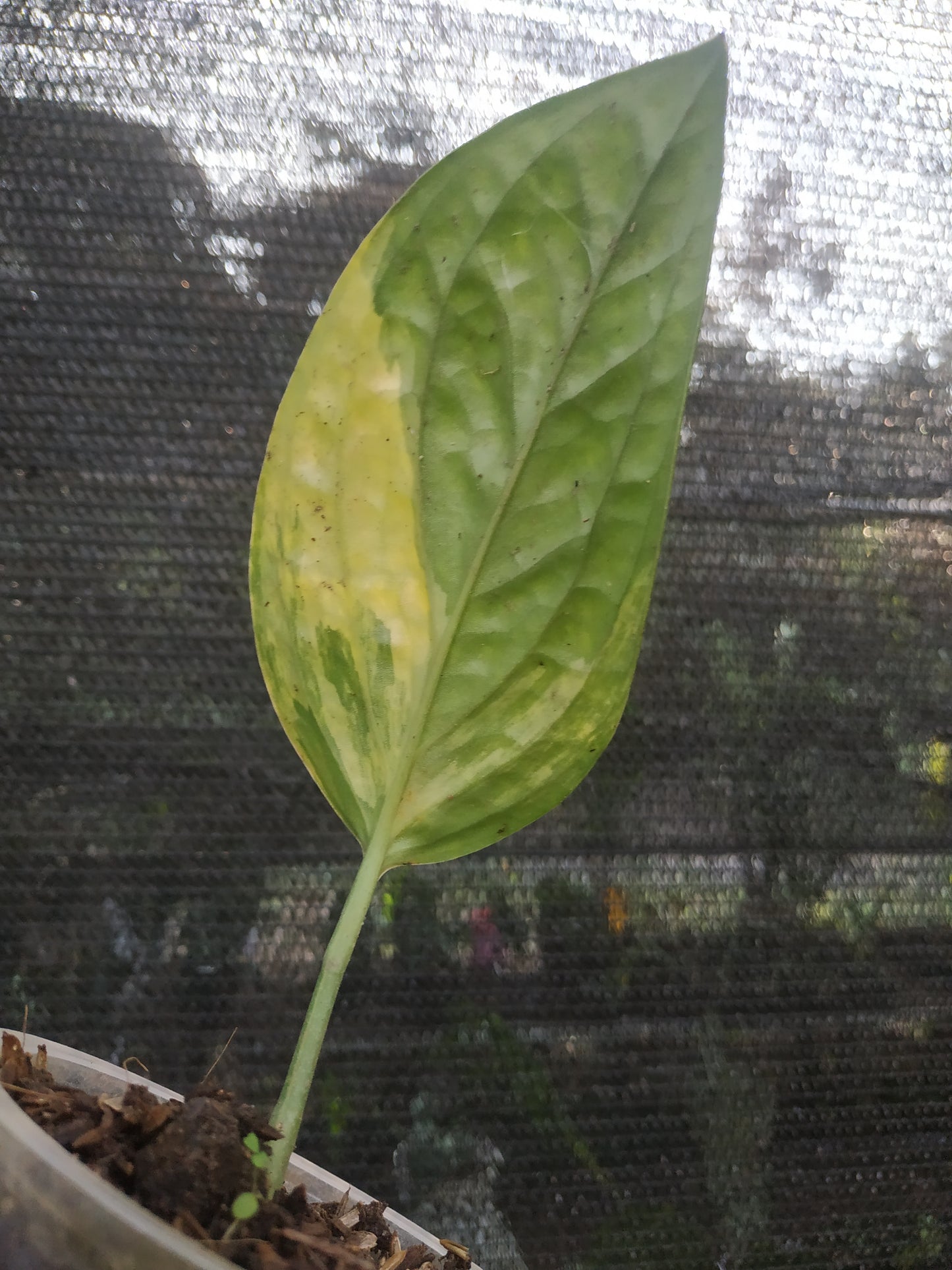 Monstera Peru Karstenianum Rooted Cutting