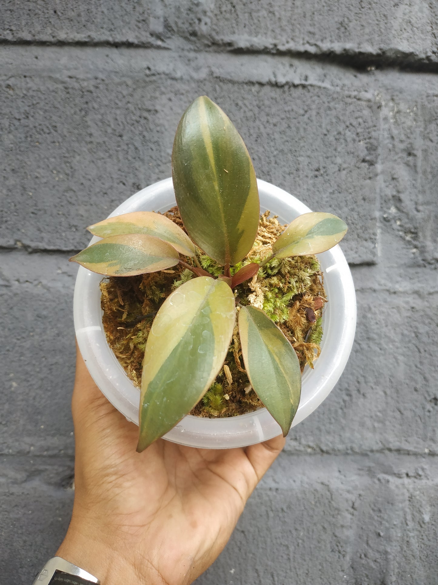 Philodendron black cardinal variegated,philodendron black cardinal,philodendron,rare philodendron,foliage,variegated philodendron,indoor garden,variegated plants,variegated