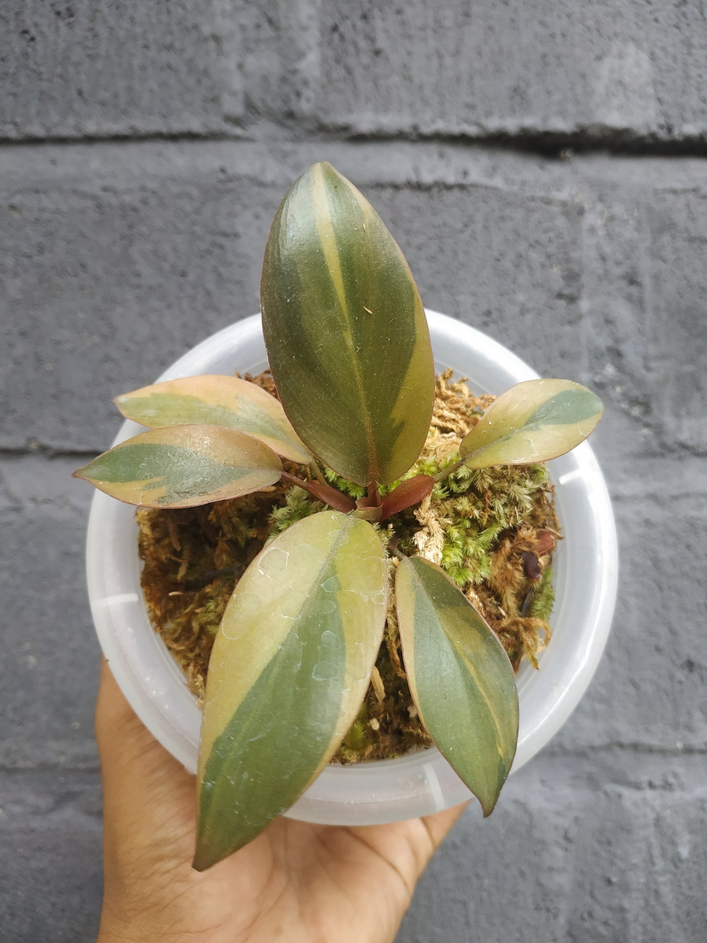 Philodendron Black Cardinal Variegated Small