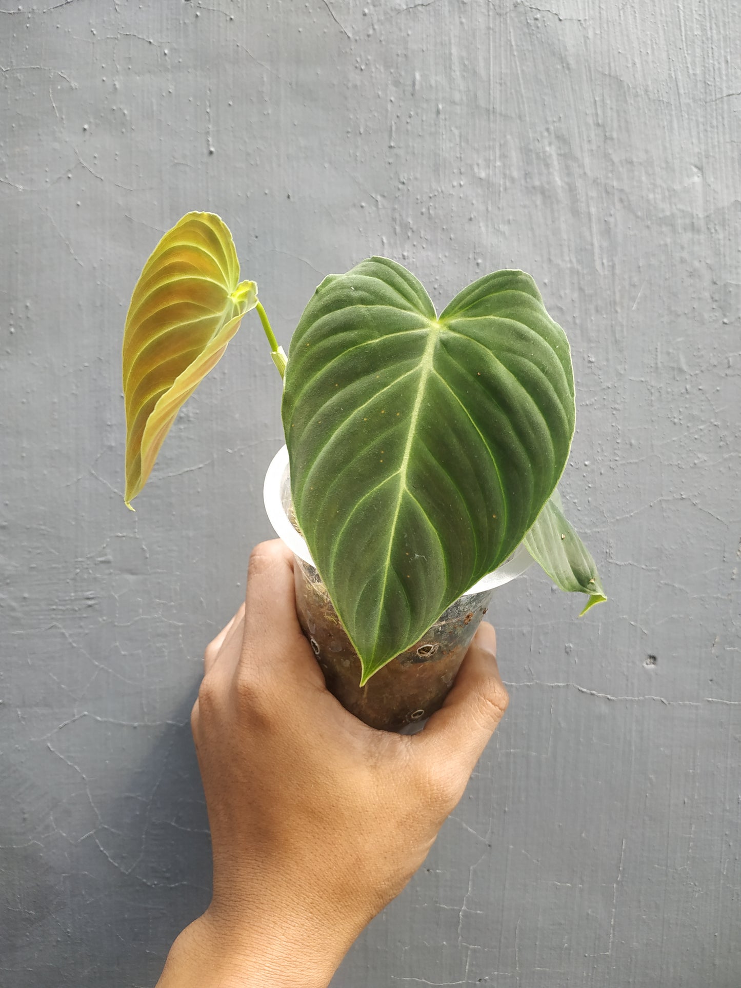 Philodendron Splendid