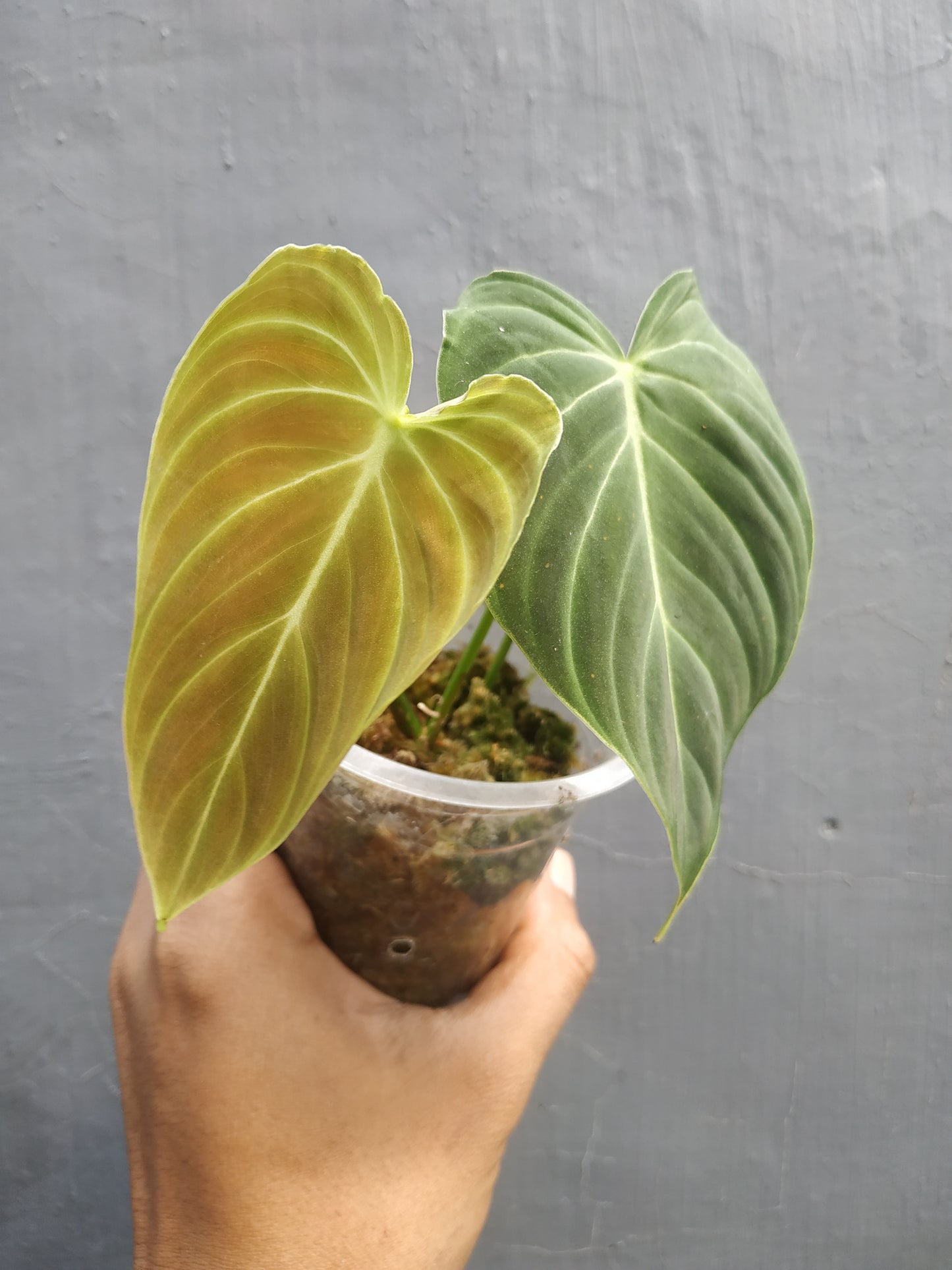 Philodendron Splendid