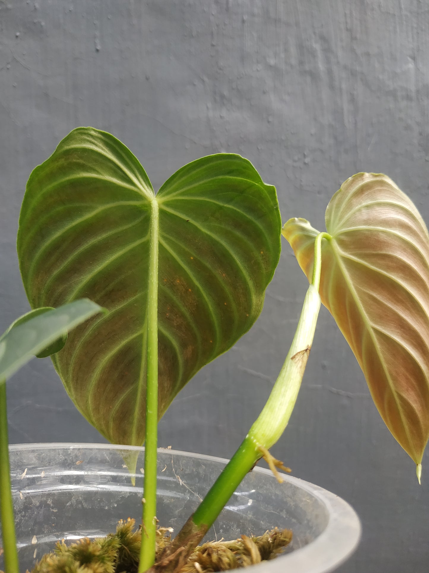 Philodendron Splendid