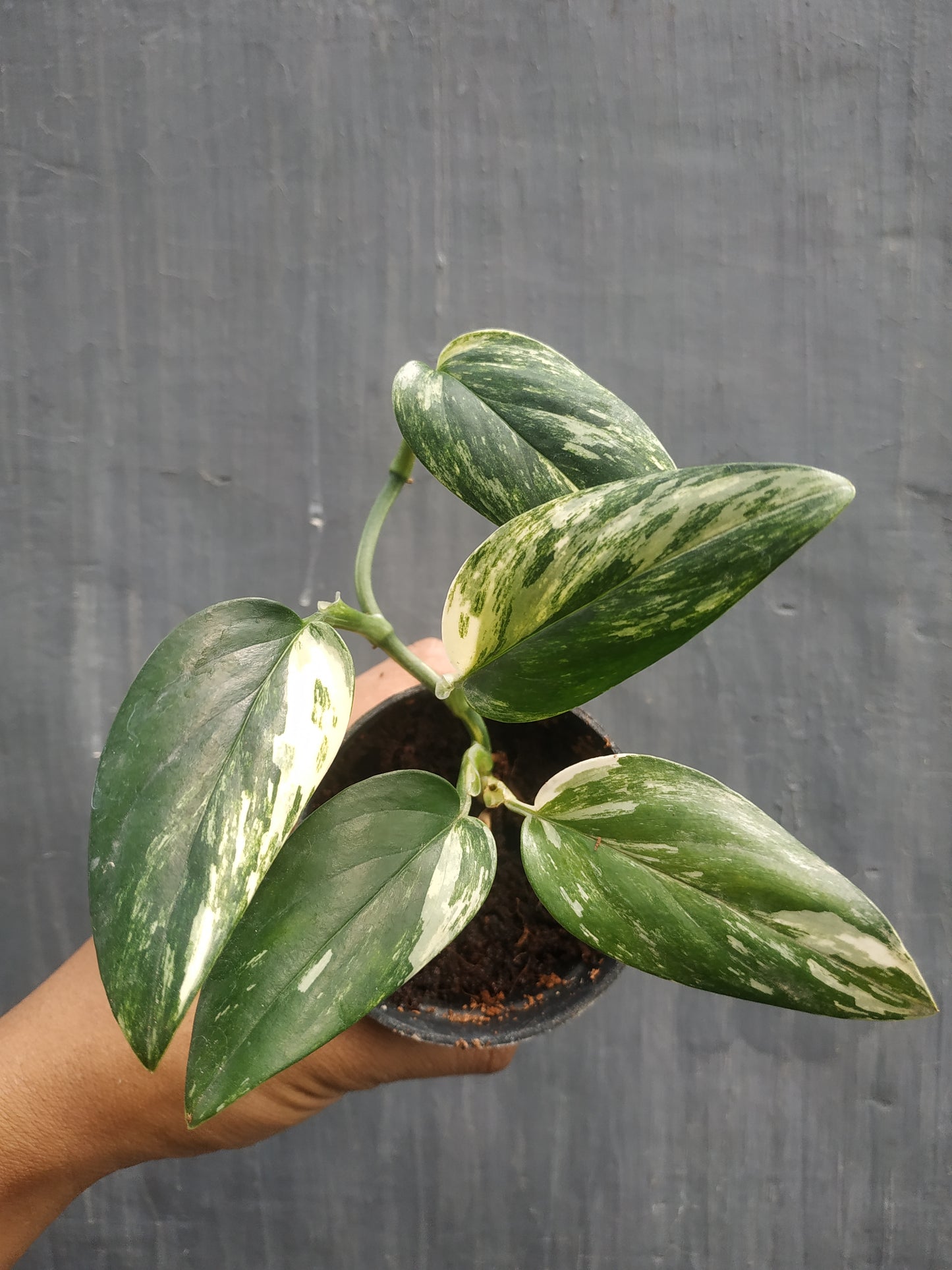 Monstera Standleyana Albo Variegated
