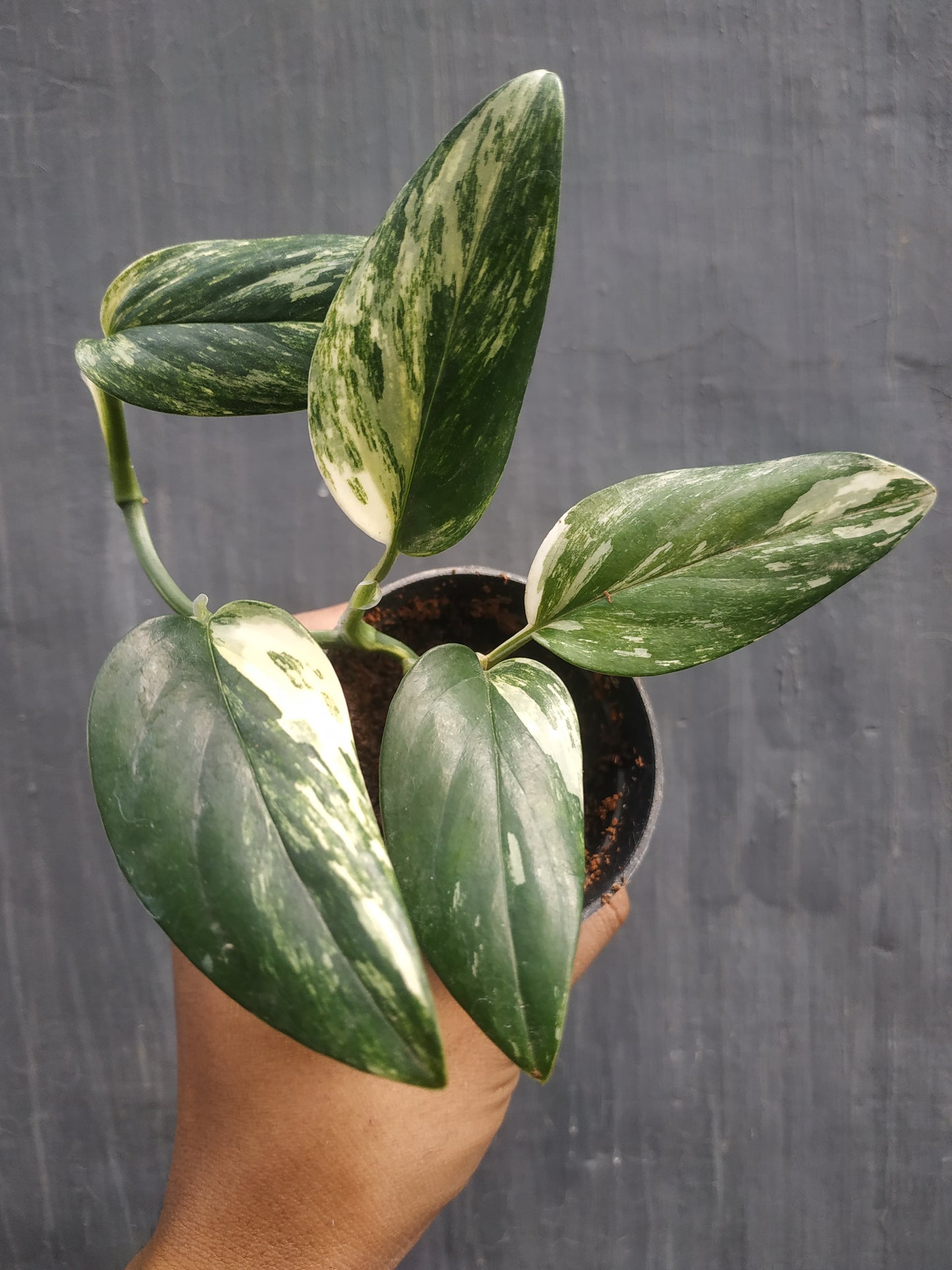 Monstera Standleyana Albo Variegated