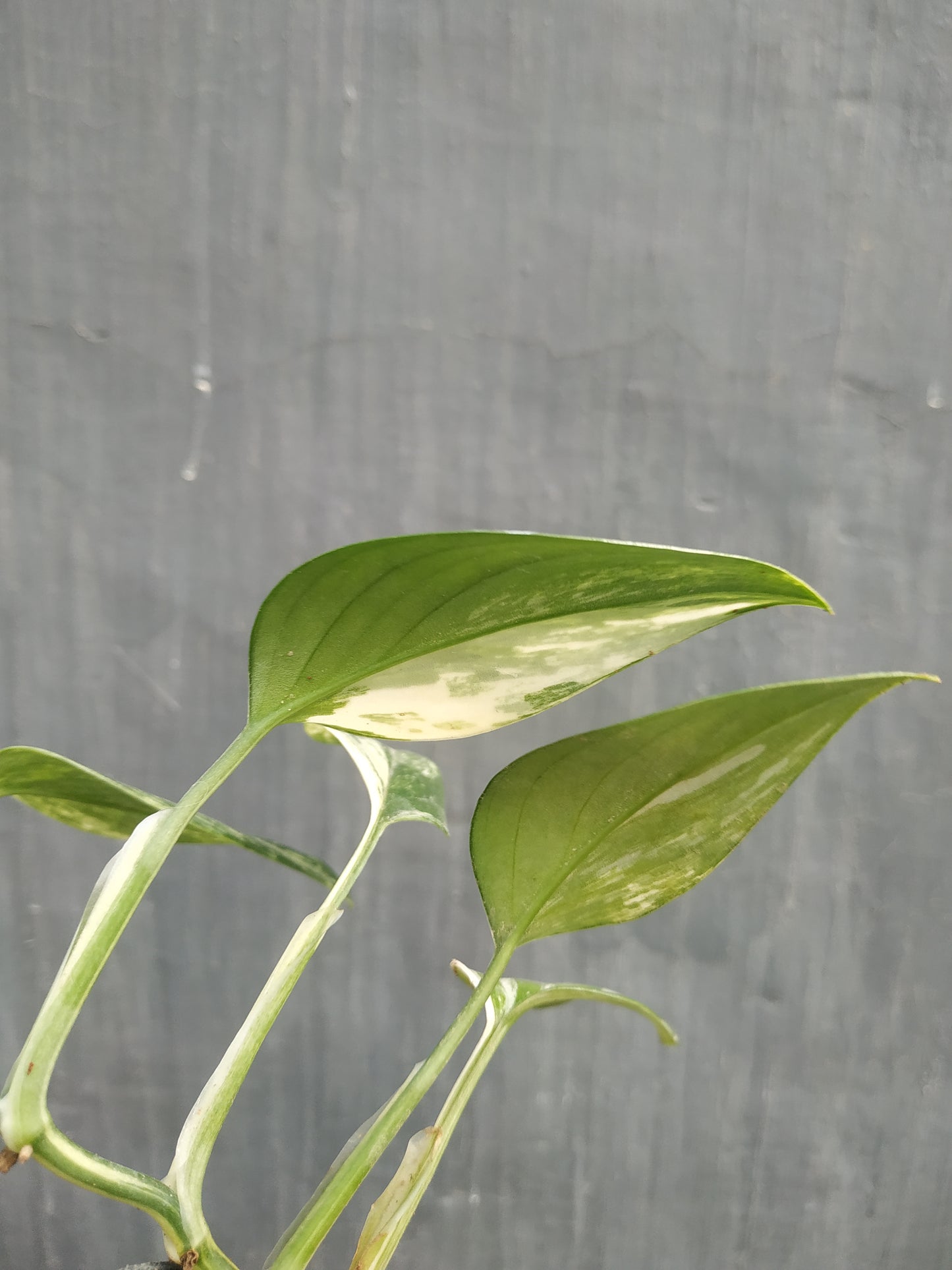 Monstera Standleyana Albo Variegated