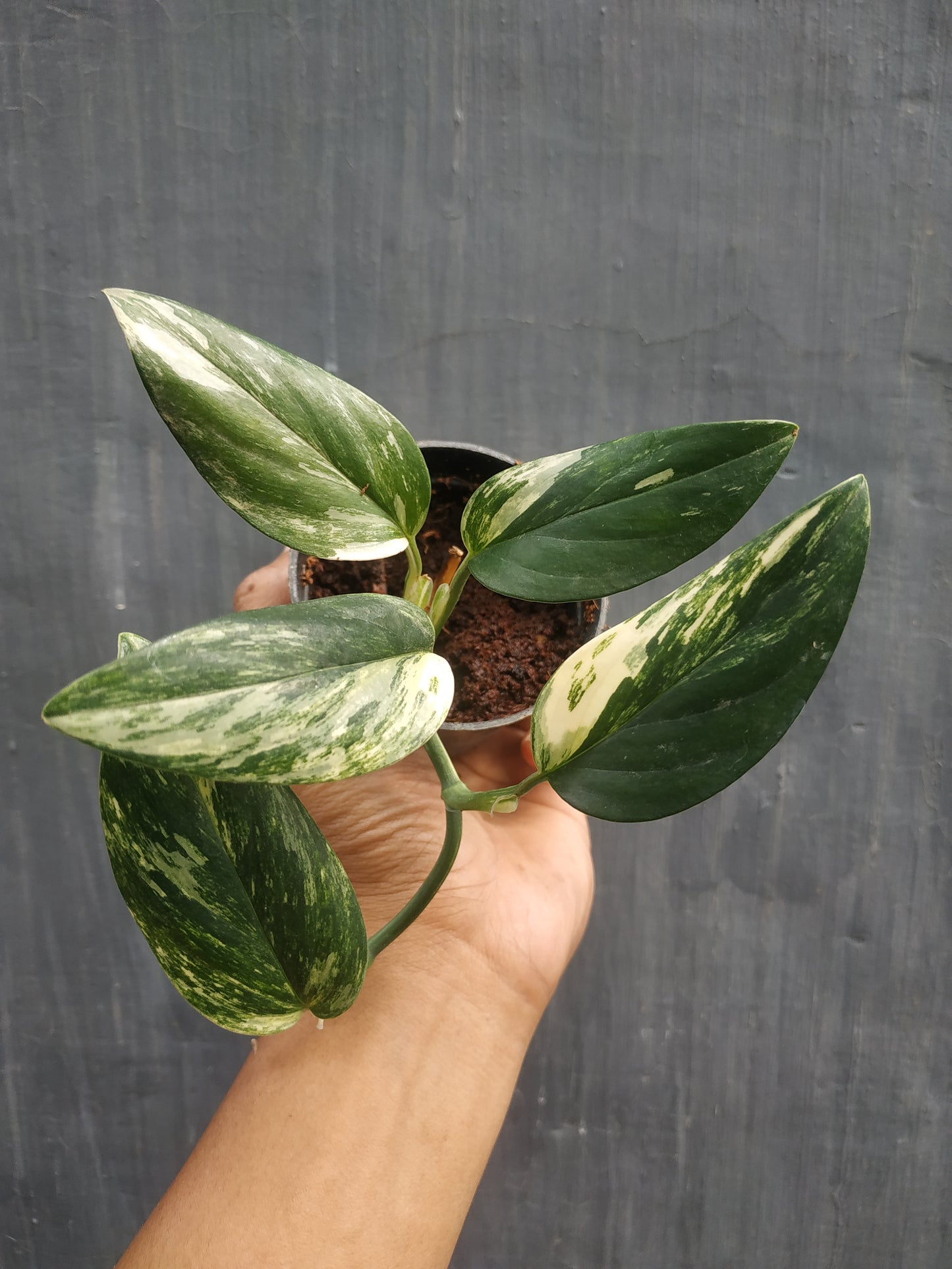 Monstera Standleyana Albo Variegated