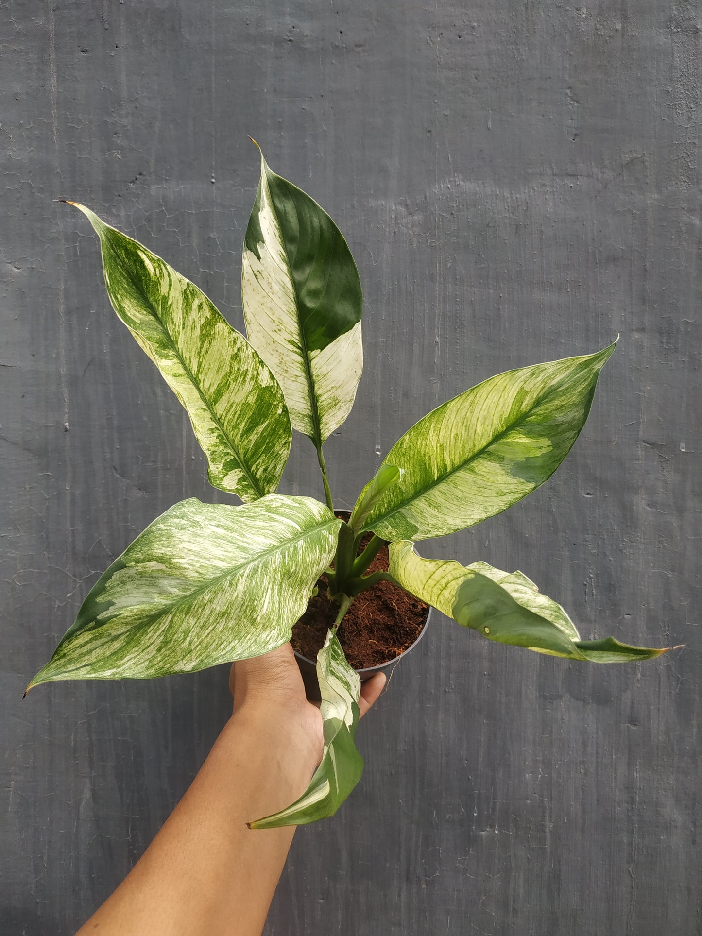 Spathiphyllum Peace Lily Variegated