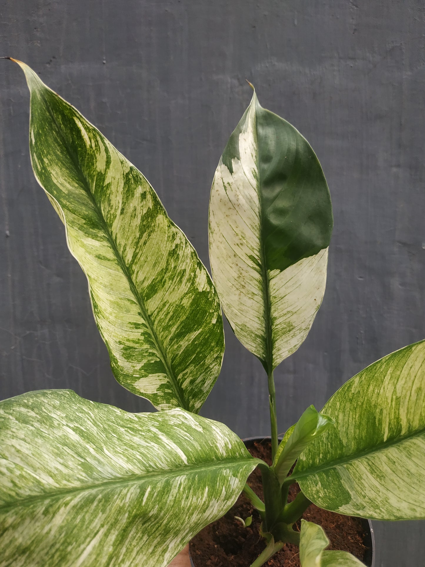 Spathiphyllum Peace Lily Variegated