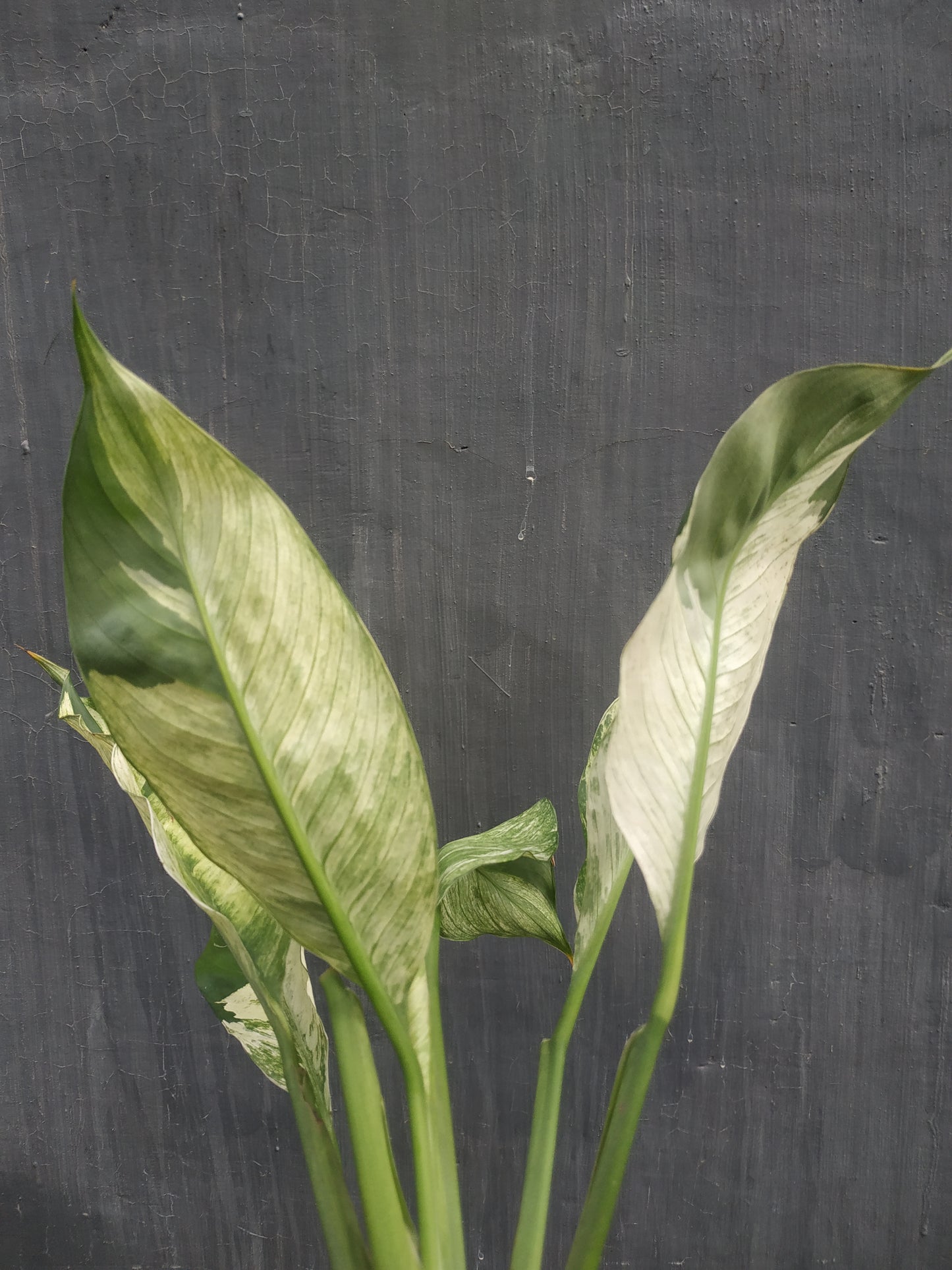 Spathiphyllum Peace Lily Variegated