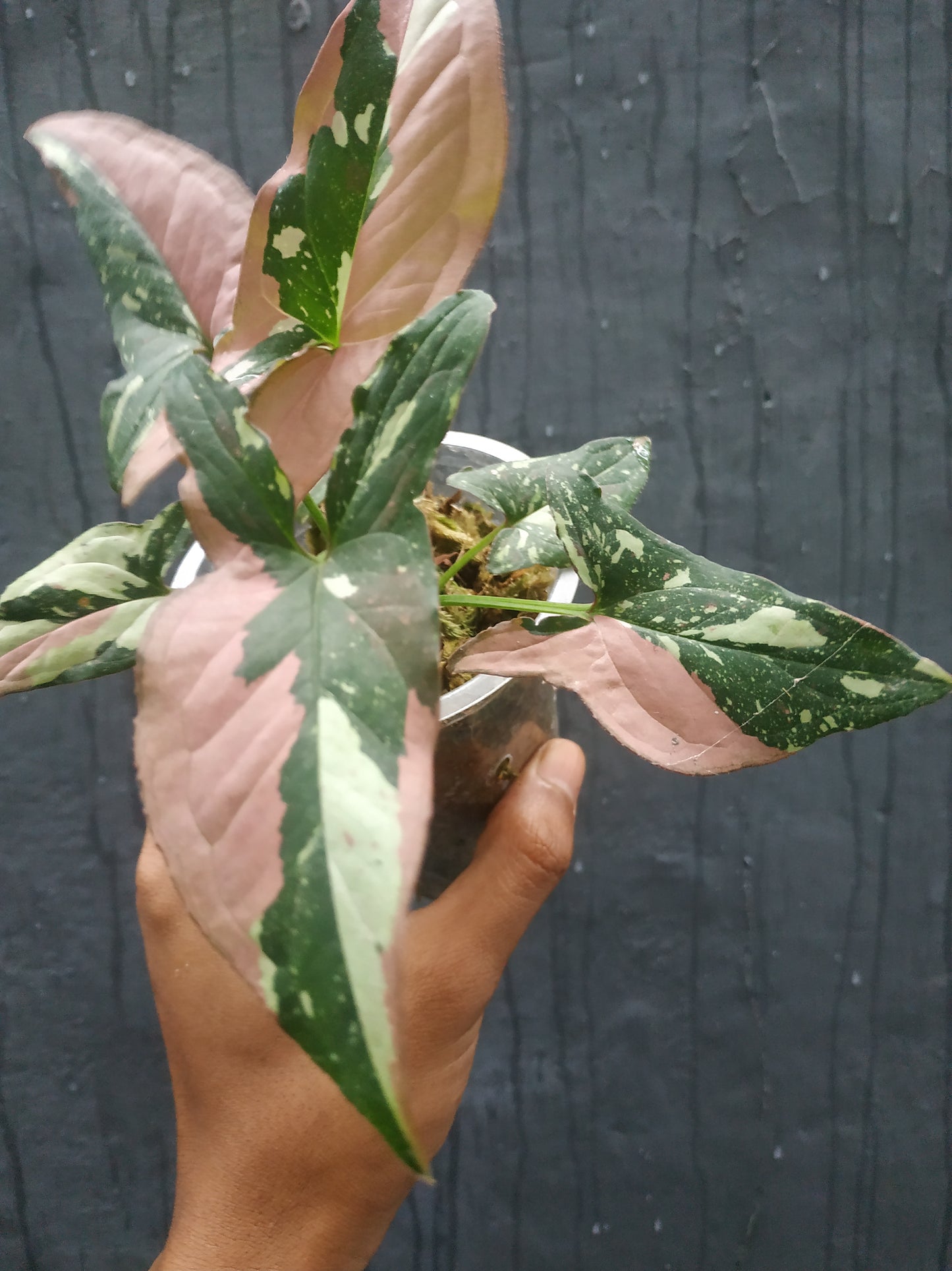 Syngonium Red Spot Tricolor