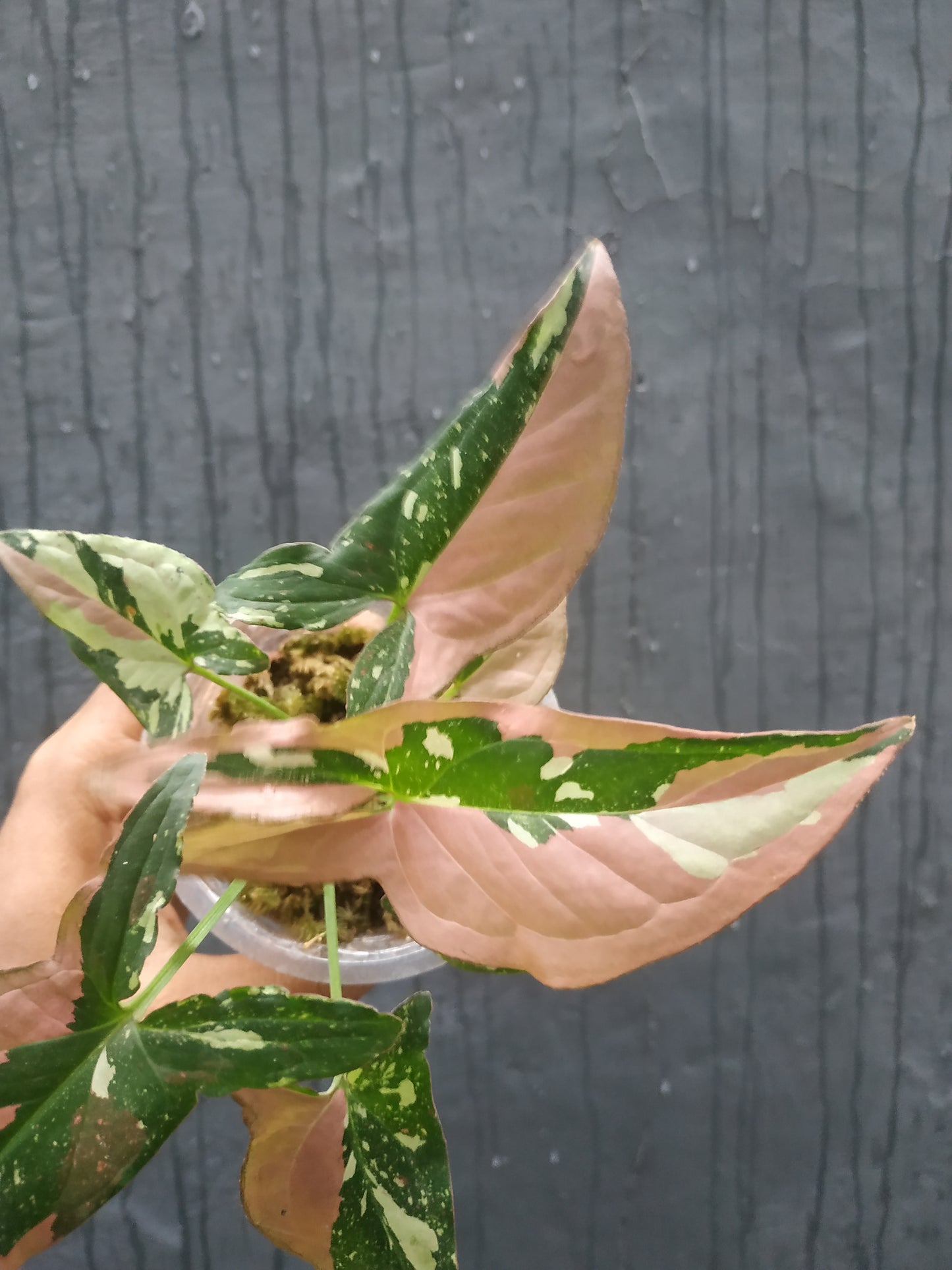 Syngonium Red Spot Tricolor