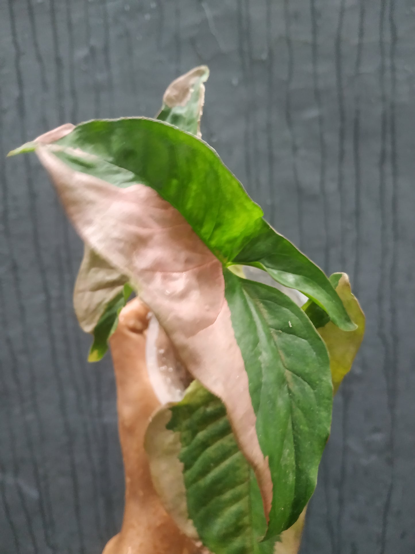 Syngonium Pink Beauty