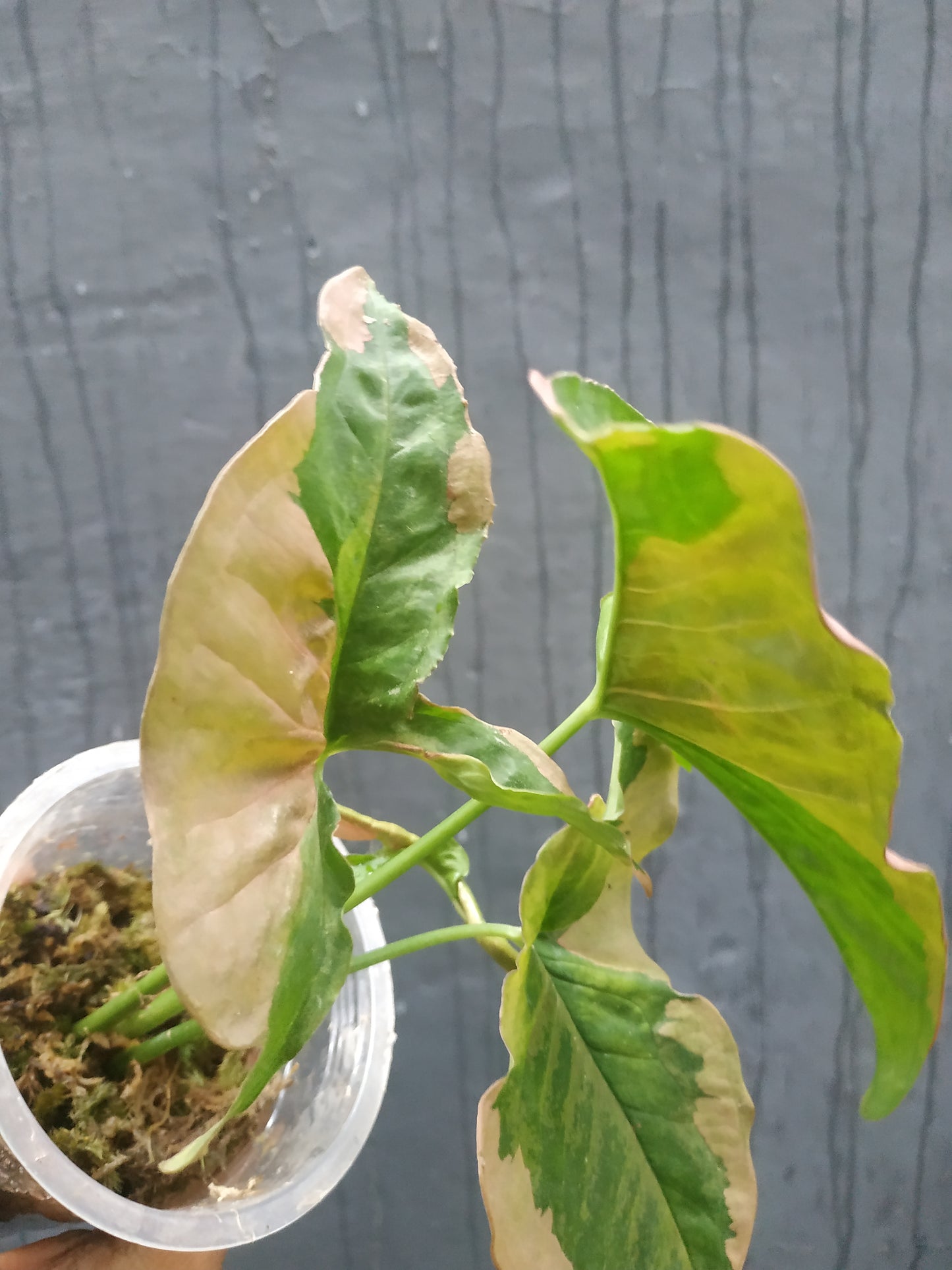 Syngonium Pink Beauty