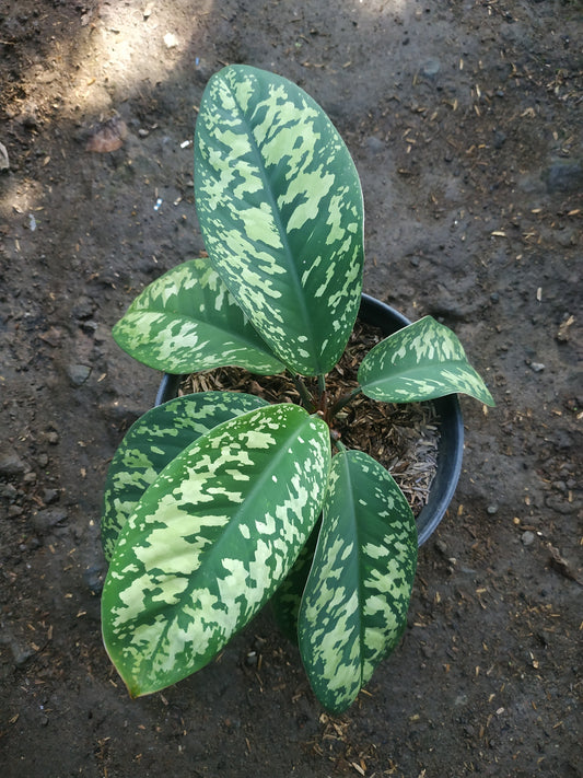 Homalomena Wallisii Camouflage