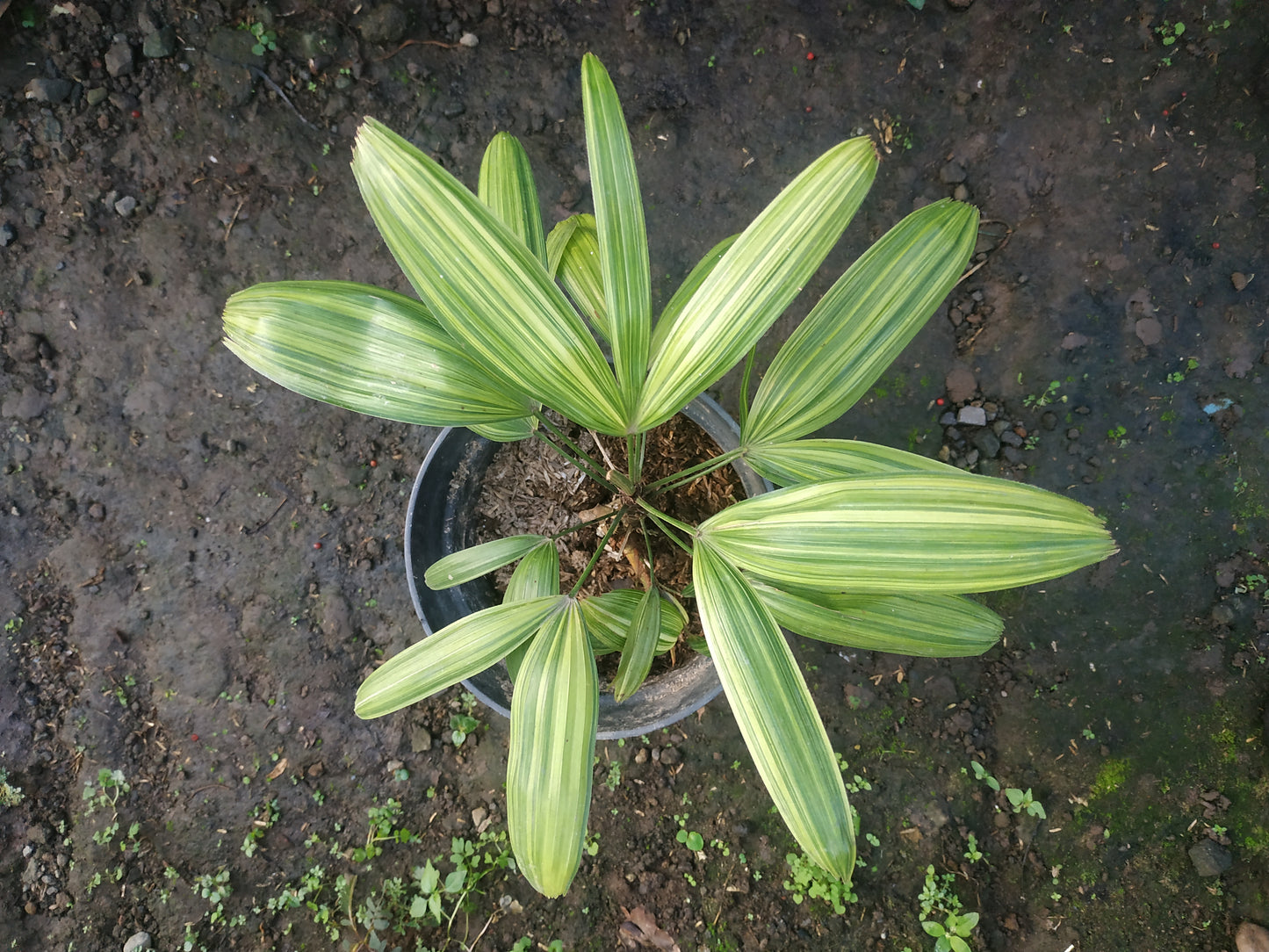 Rhapis Excelsa Palm Tree Variegated