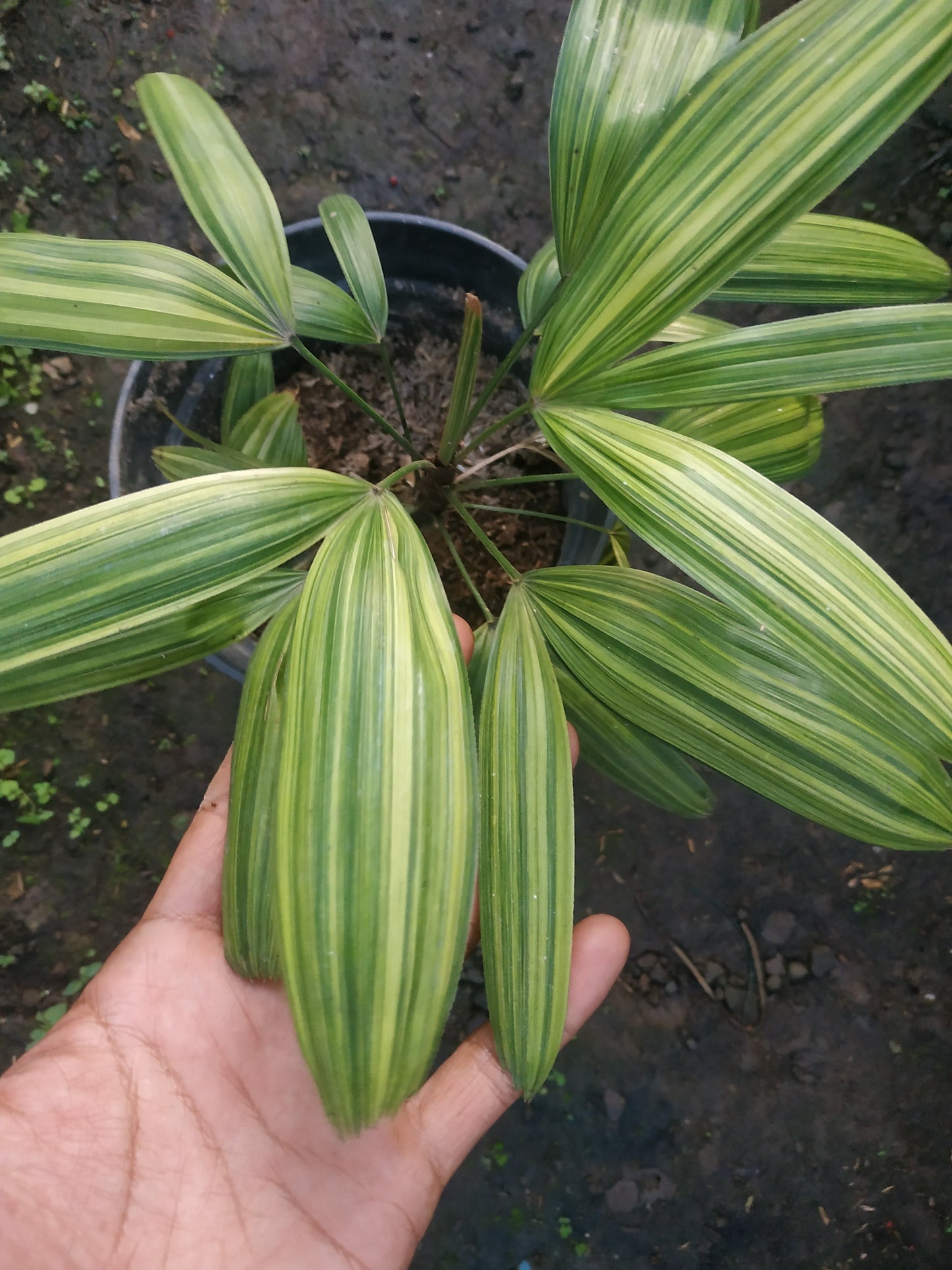 Rhapis Excelsa Palm Tree Variegated