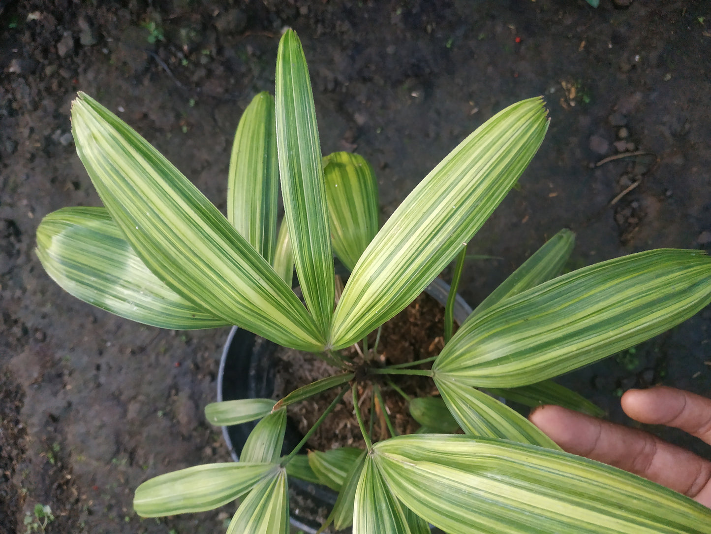 Rhapis Excelsa Palm Tree Variegated