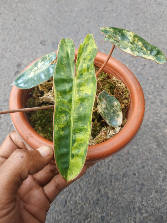 Philodendron billitiae variegated,philodendron,rare philodendron,foliage,variegated philodendron,indoor garden,variegated plants,variegated