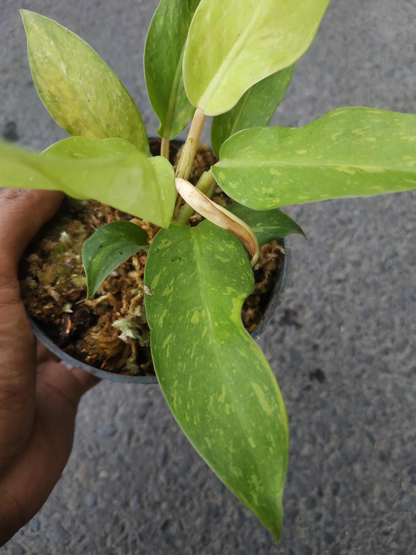 Philodendron Thai Sunrise Galaxy