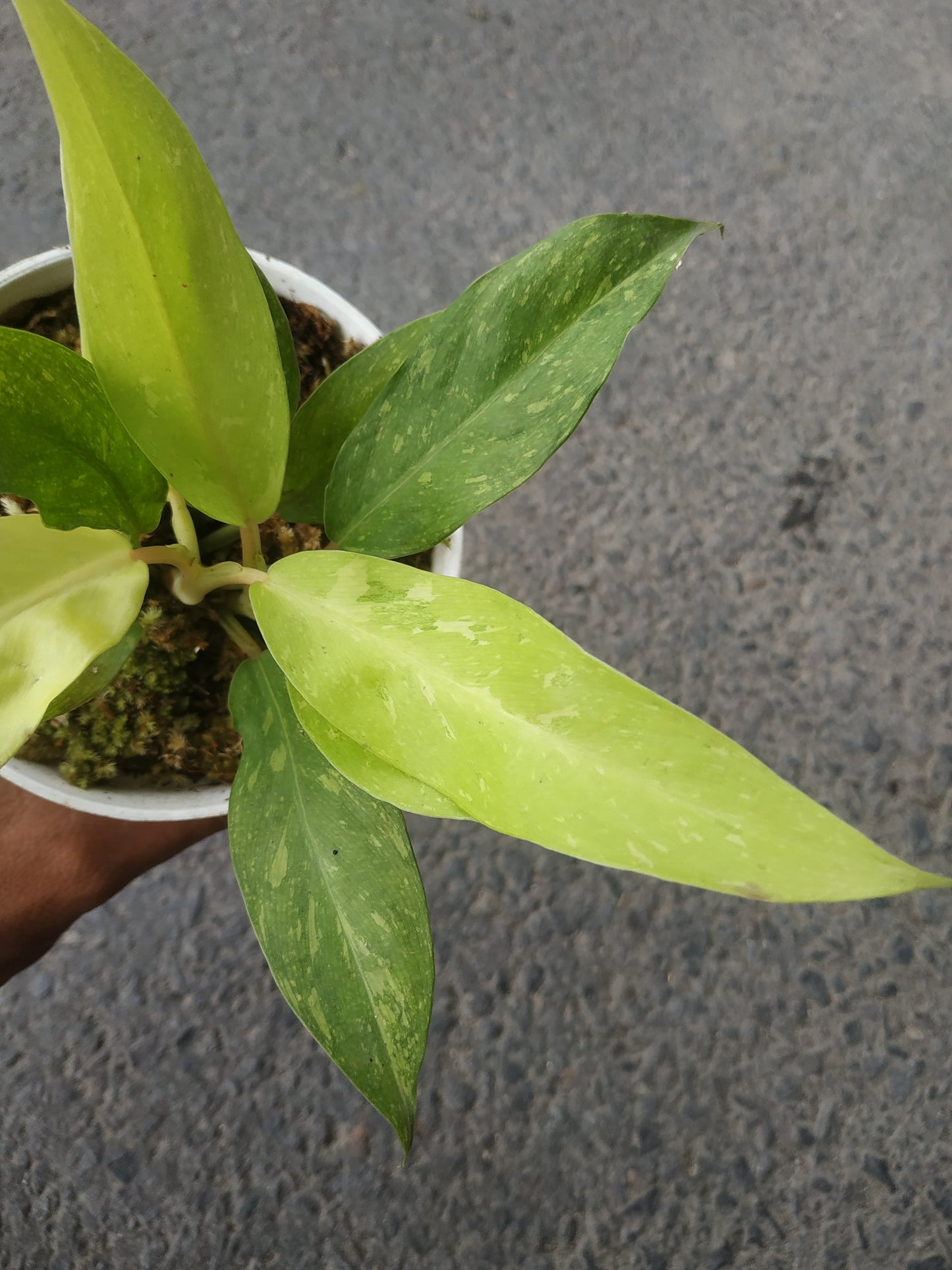 Philodendron Thai Sunrise Galaxy