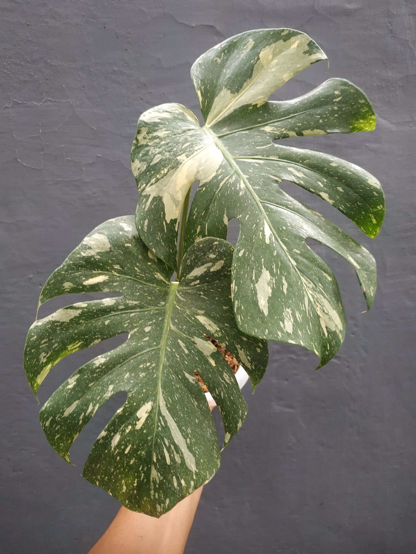 Monstera Thai Constellation