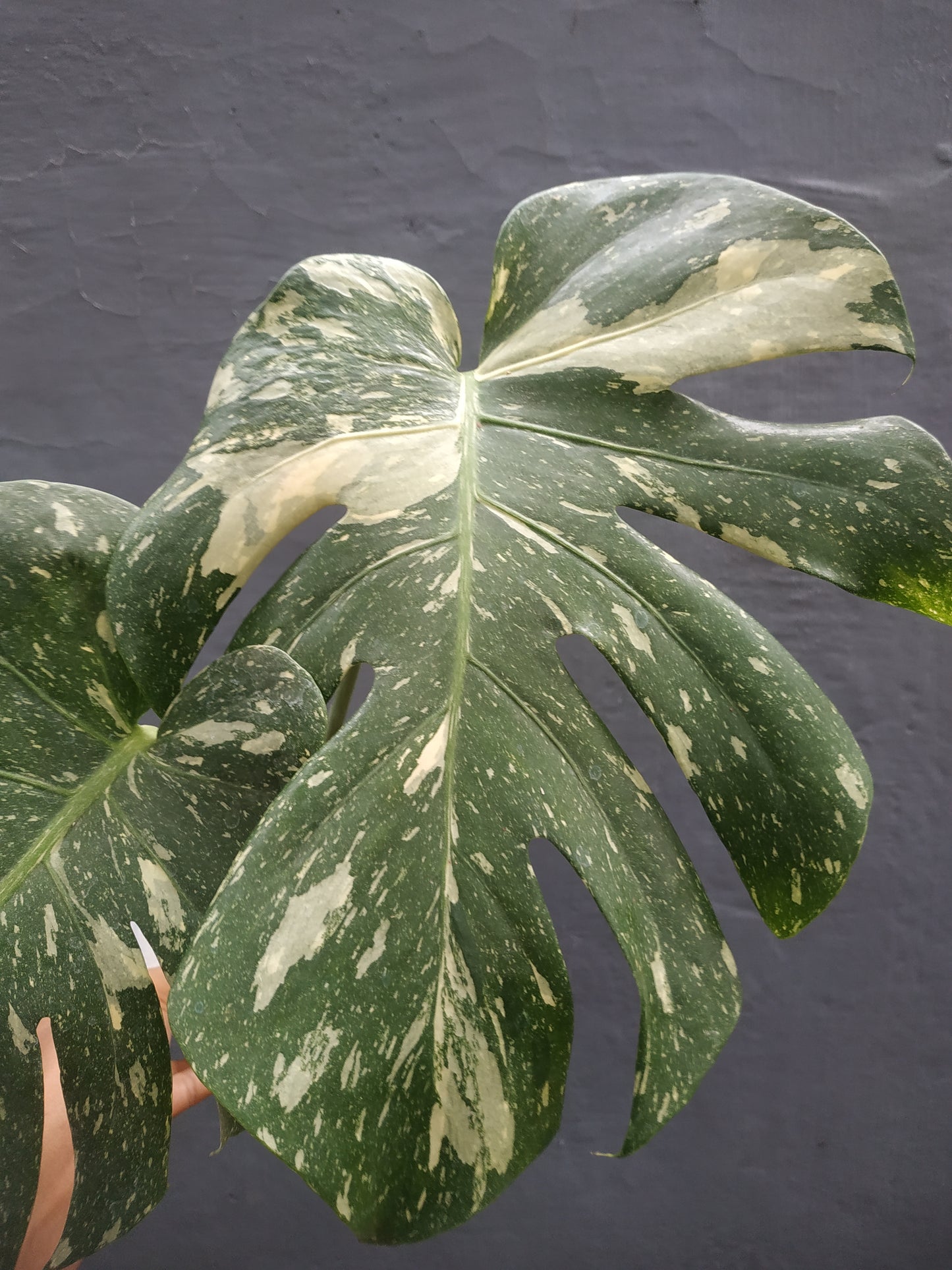 Monstera Thai Constellation