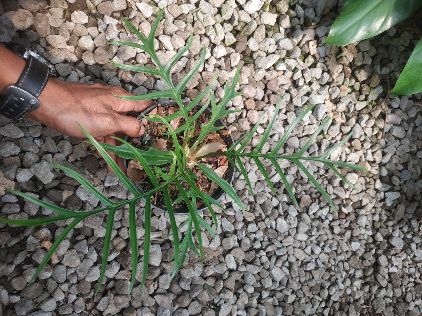 Philodendron Tortum
