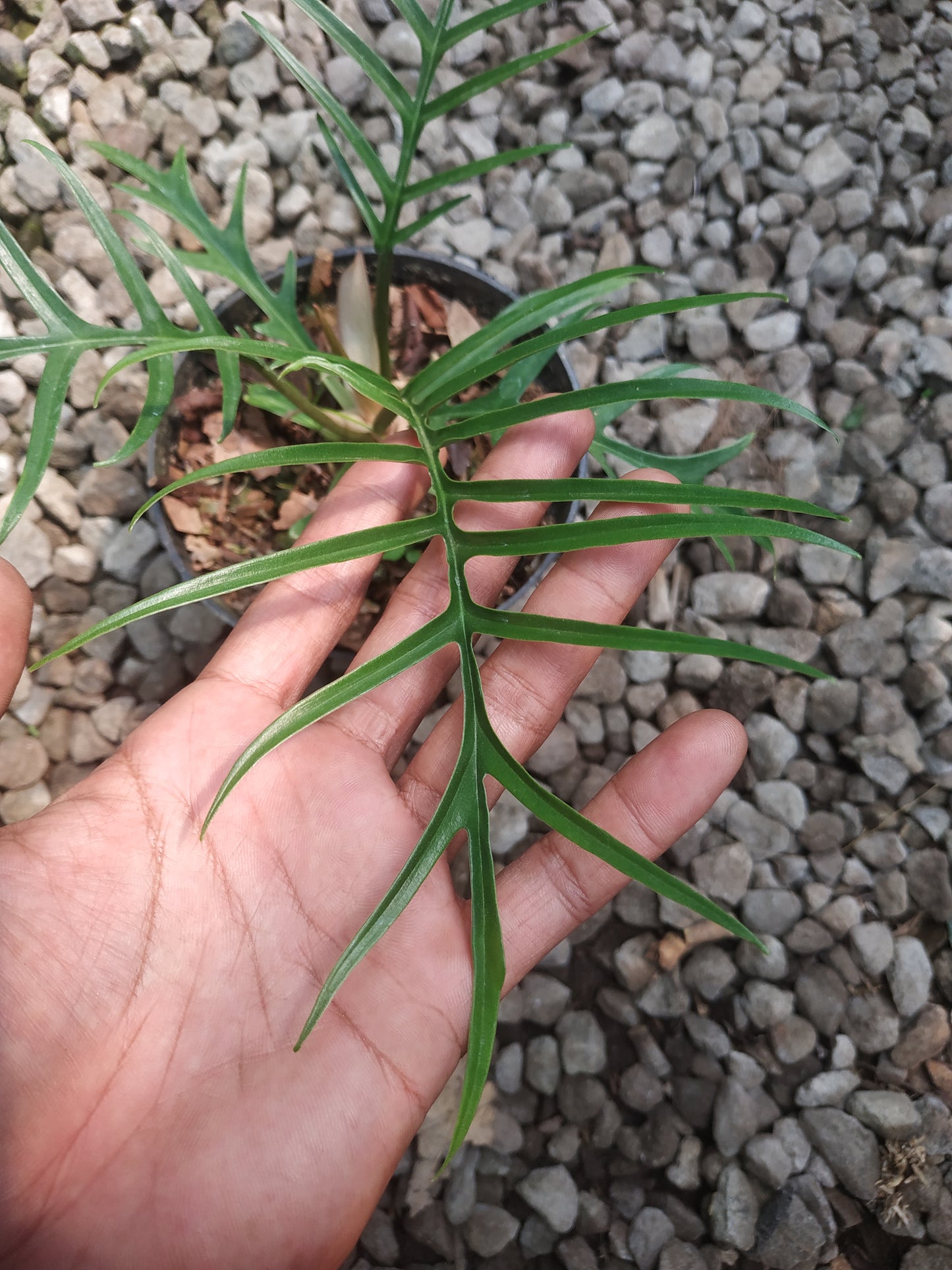 Philodendron Tortum