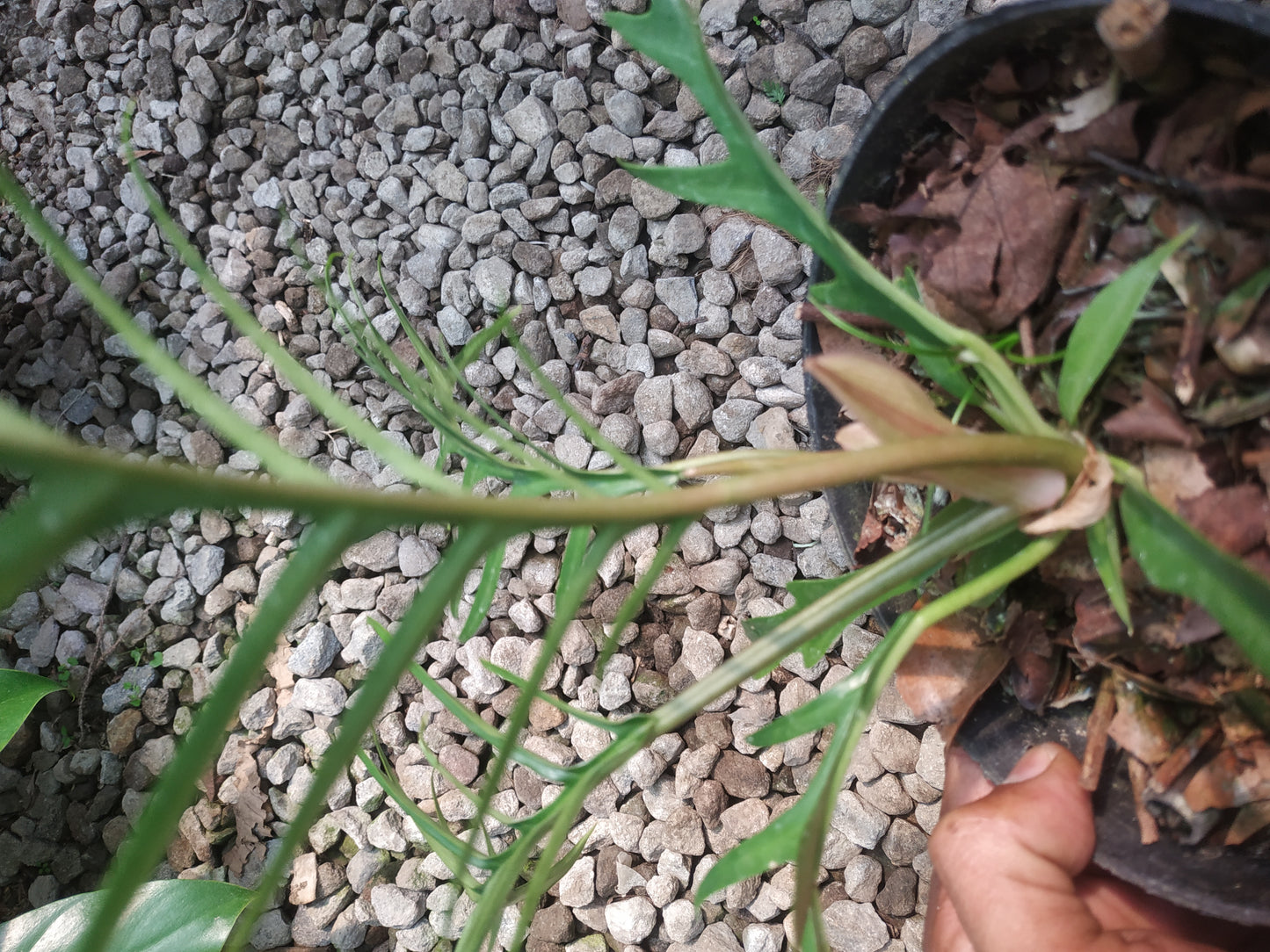 Philodendron Tortum