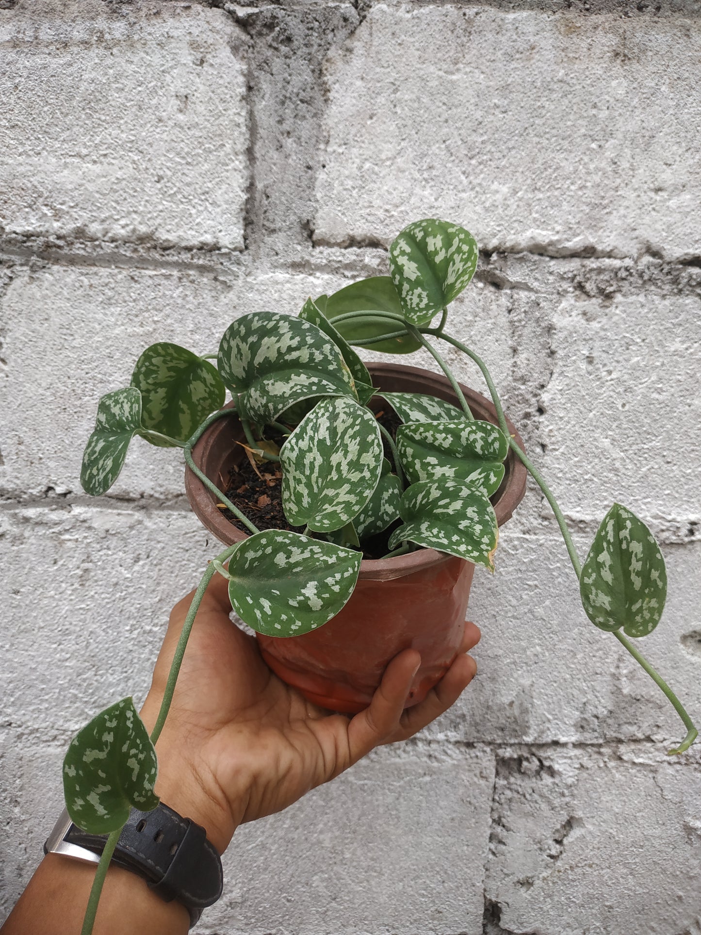 Scindapsus Agryrareus