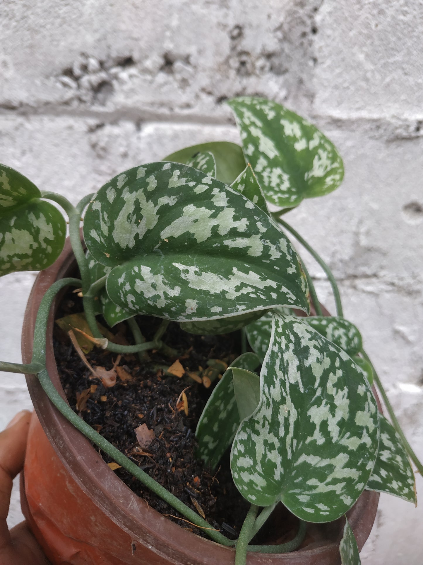 Scindapsus Agryrareus