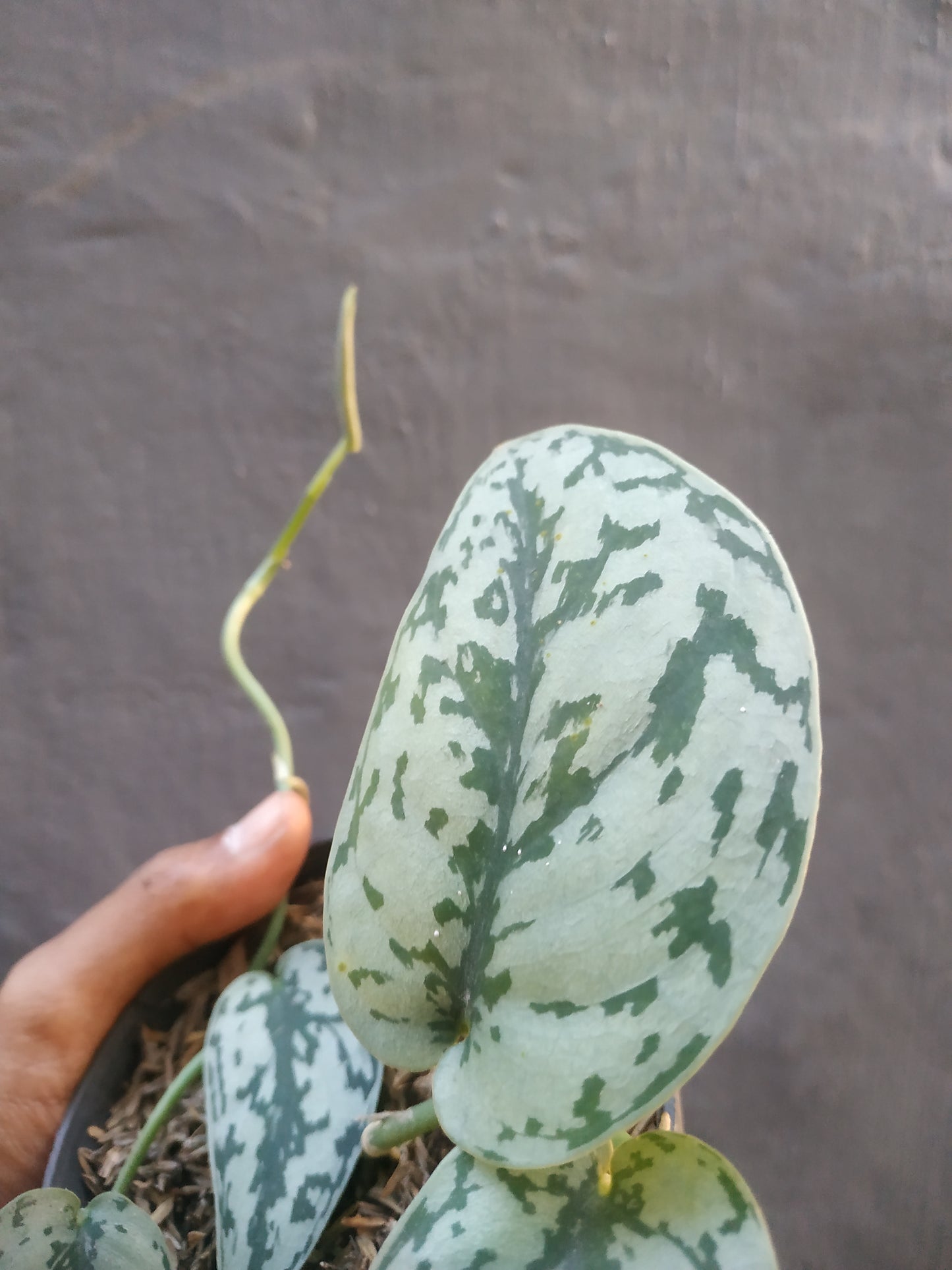 Scindapsus Silver Lady