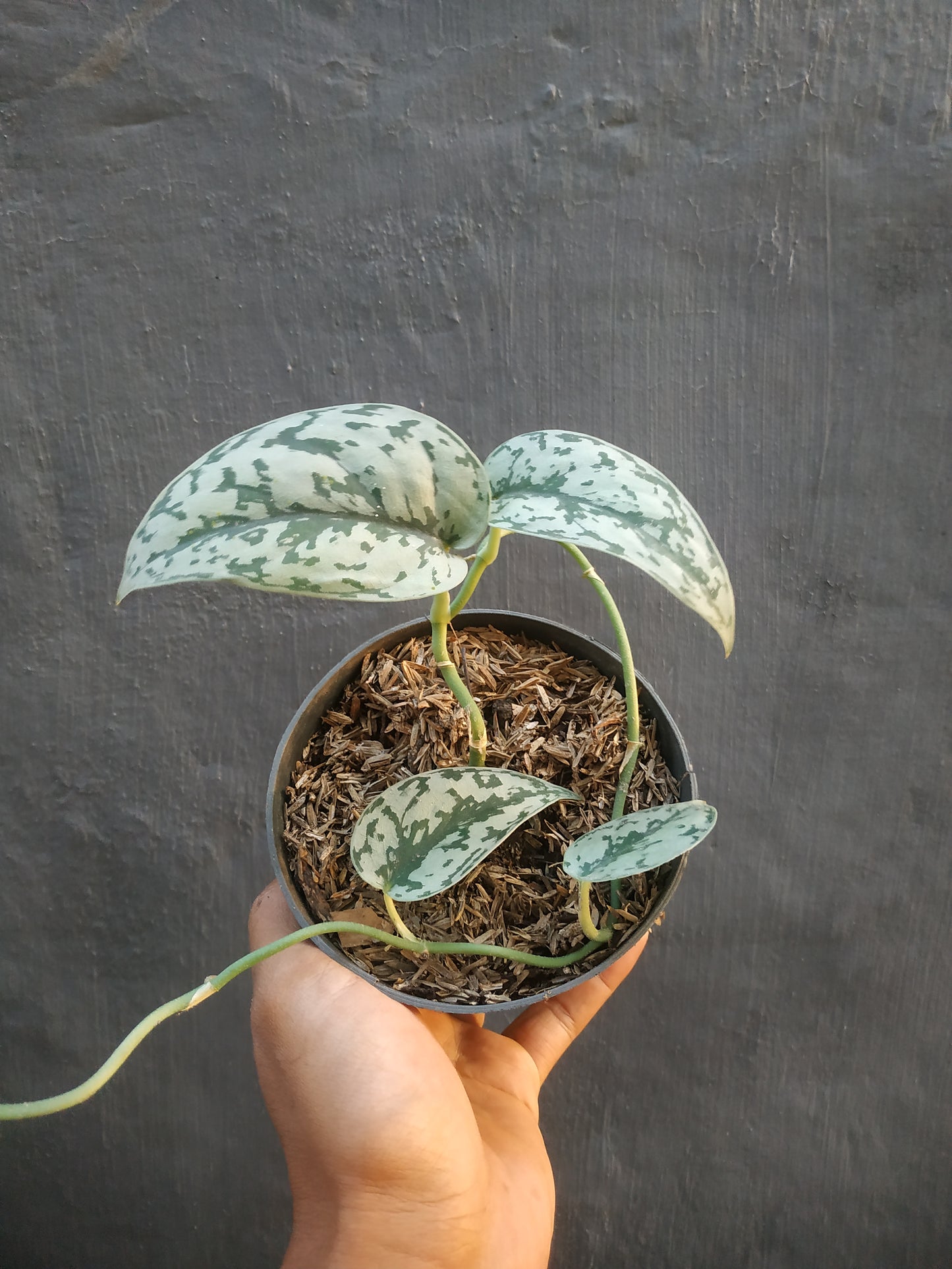 Scindapsus Silver Lady