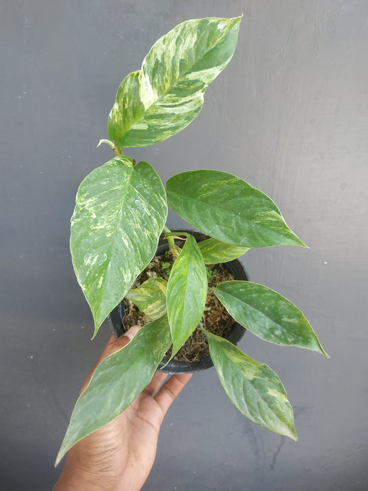 Rhaphidophora Foraminifera Variegated Mint Small