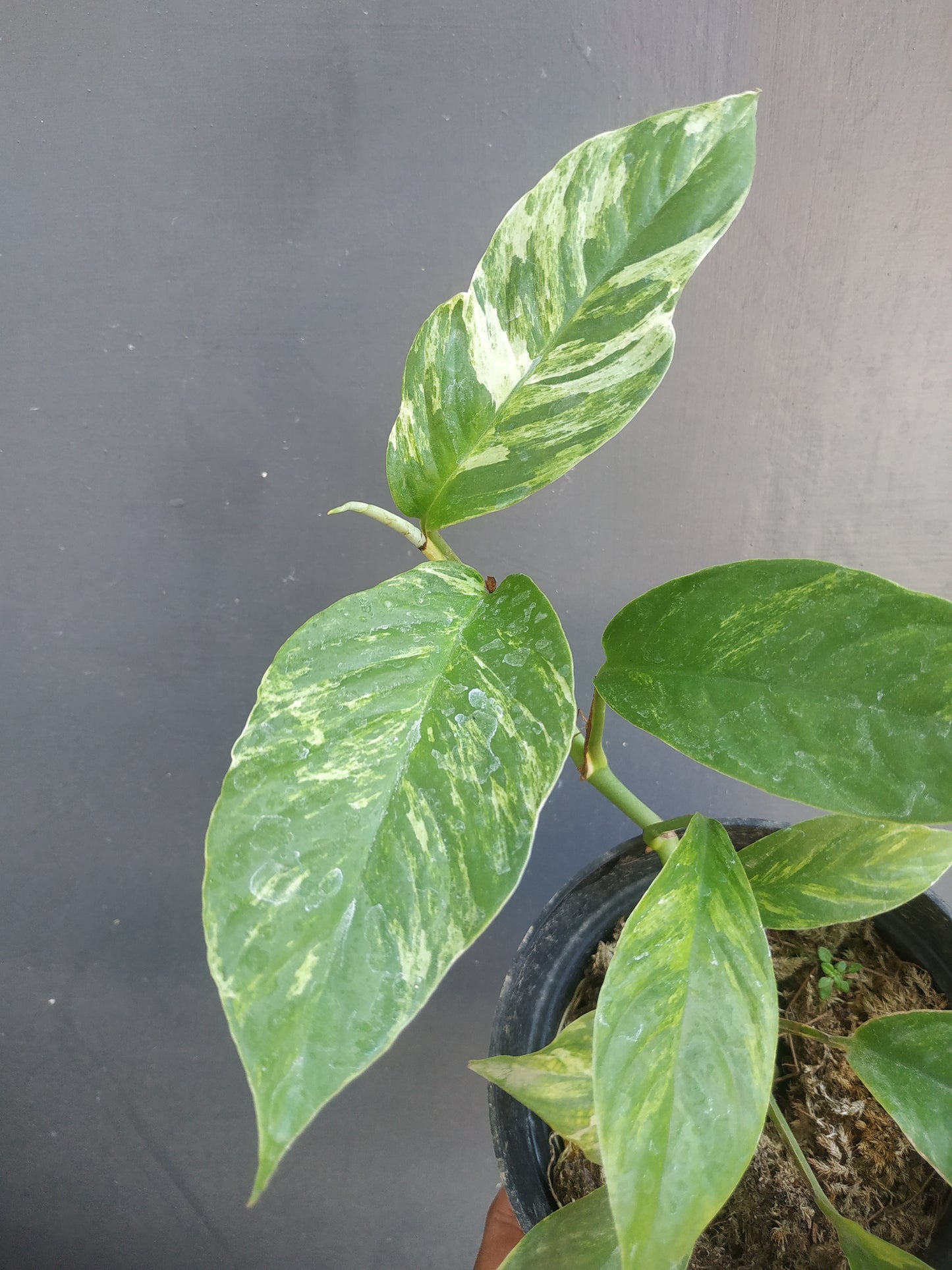 Rhaphidophora Foraminifera Variegated Mint Small