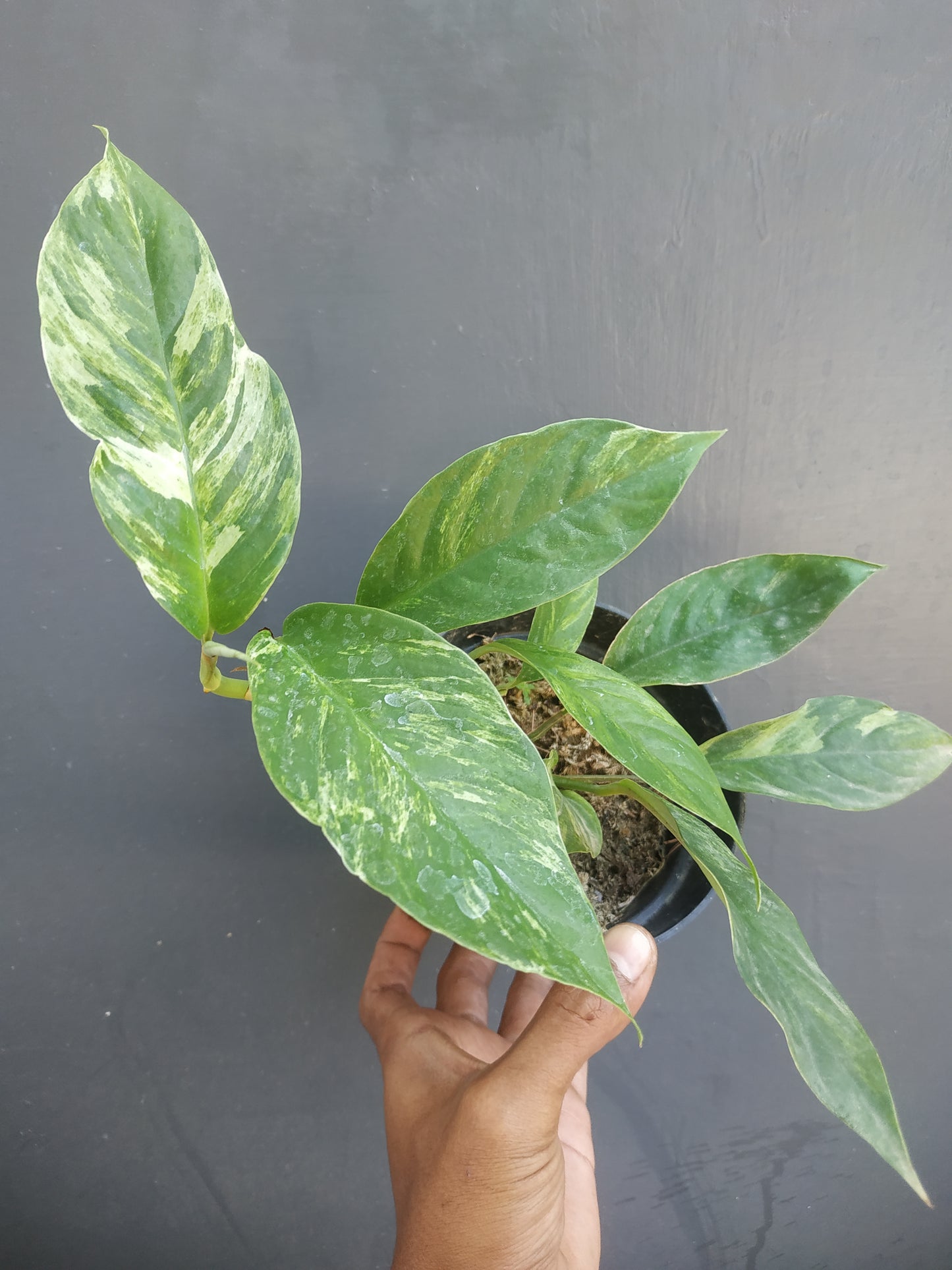 Rhaphidophora Foraminifera Variegated Mint Small