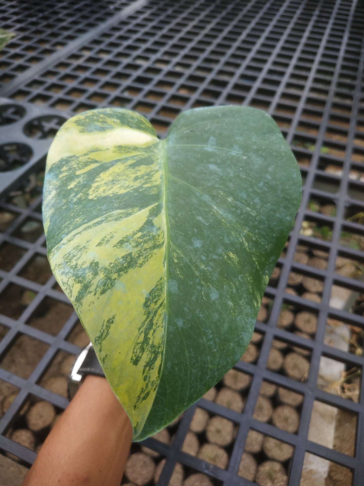 Monstera Deliciosa Marmorata Aurea Variegated Rooted Cutting