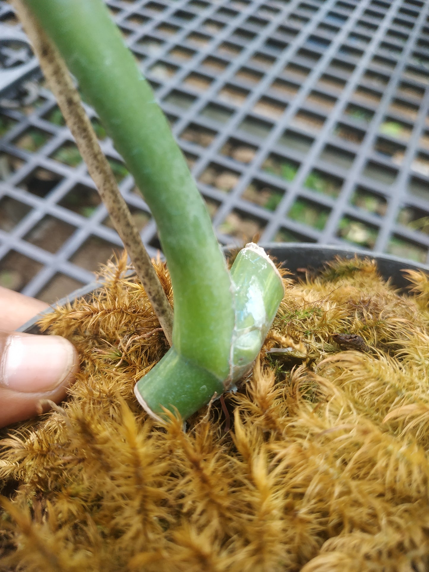 Monstera Deliciosa Marmorata Aurea Variegated Rooted Cutting