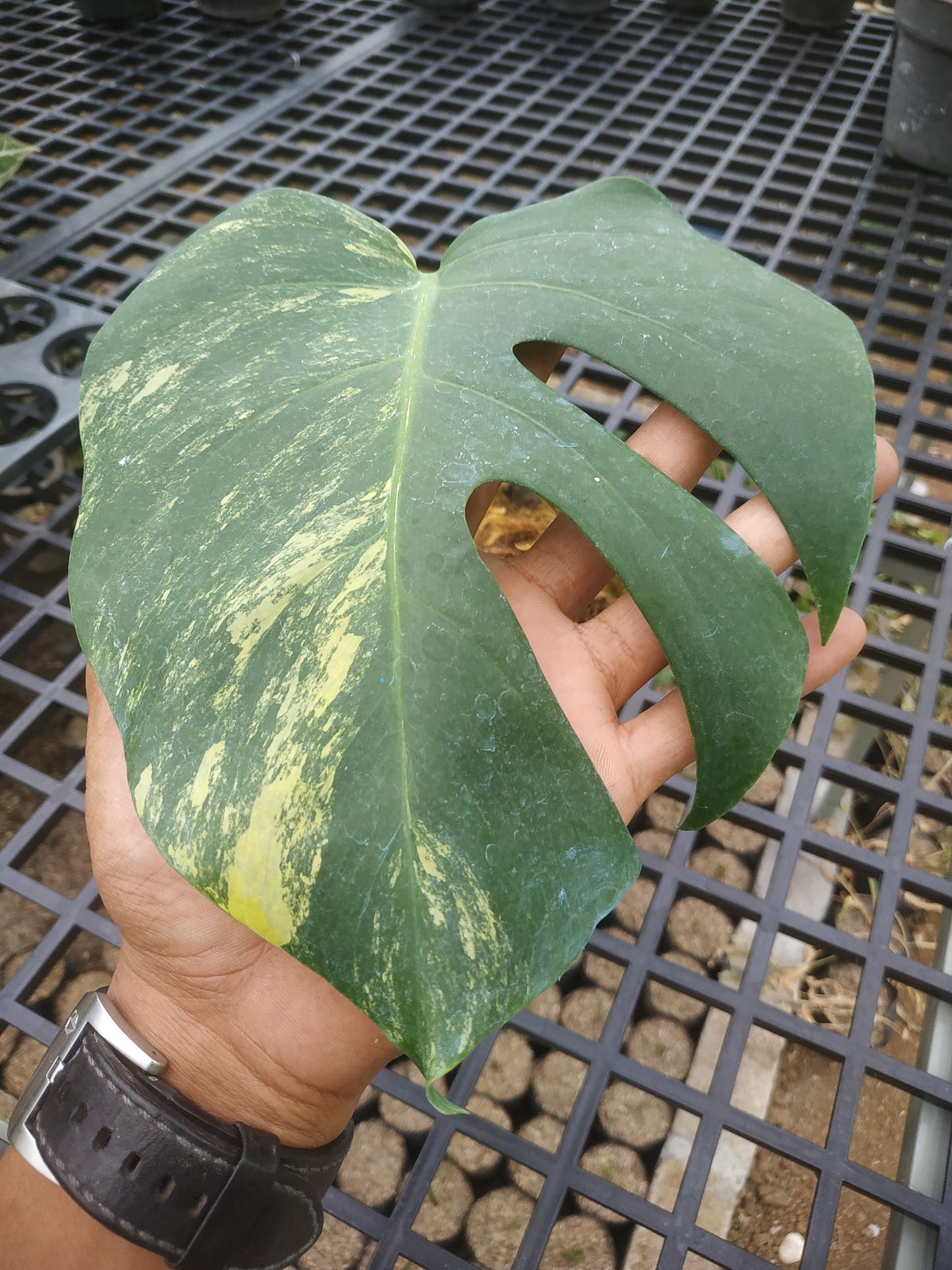 Monstera Deliciosa Marmorata Aurea Variegated Rooted Cutting