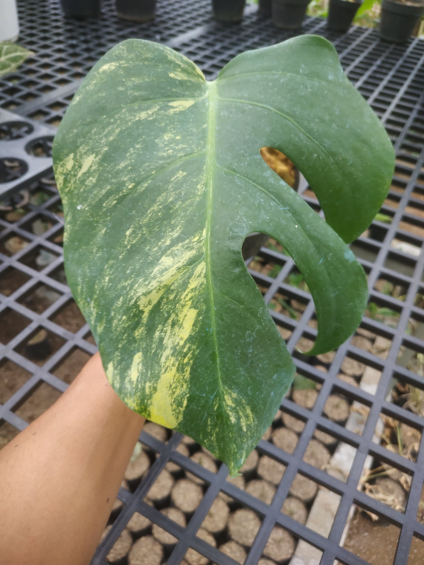 Monstera Deliciosa Marmorata Aurea Variegated Rooted Cutting