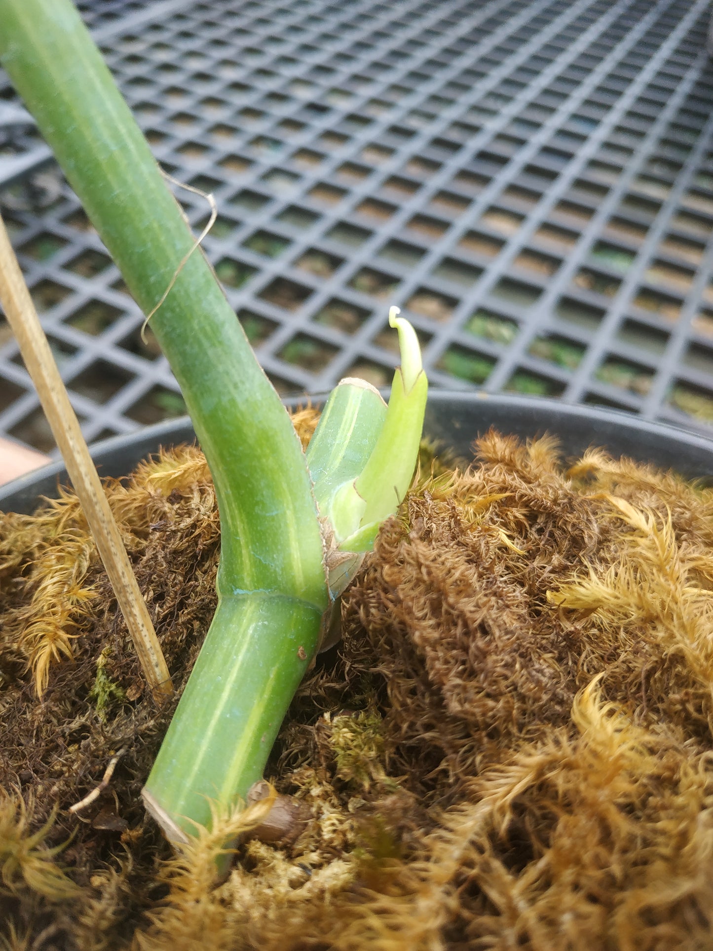 Monstera Deliciosa Marmorata Aurea Variegated Rooted Cutting