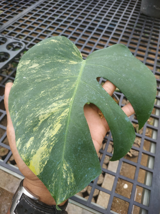 Monstera Deliciosa Marmorata Aurea Variegated Rooted Cutting