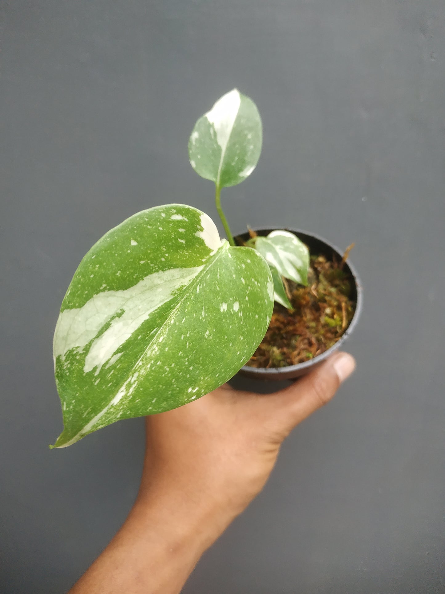 Monstera Thai Constellation Small