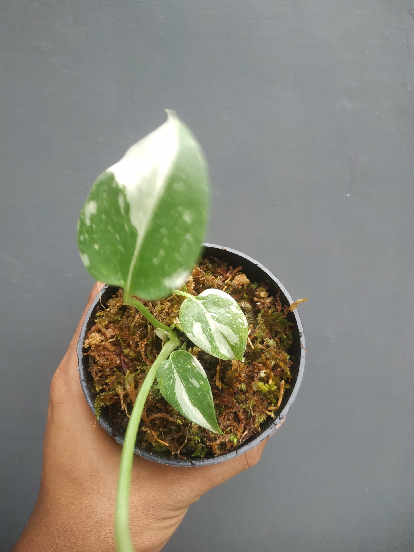 Monstera Thai Constellation Small