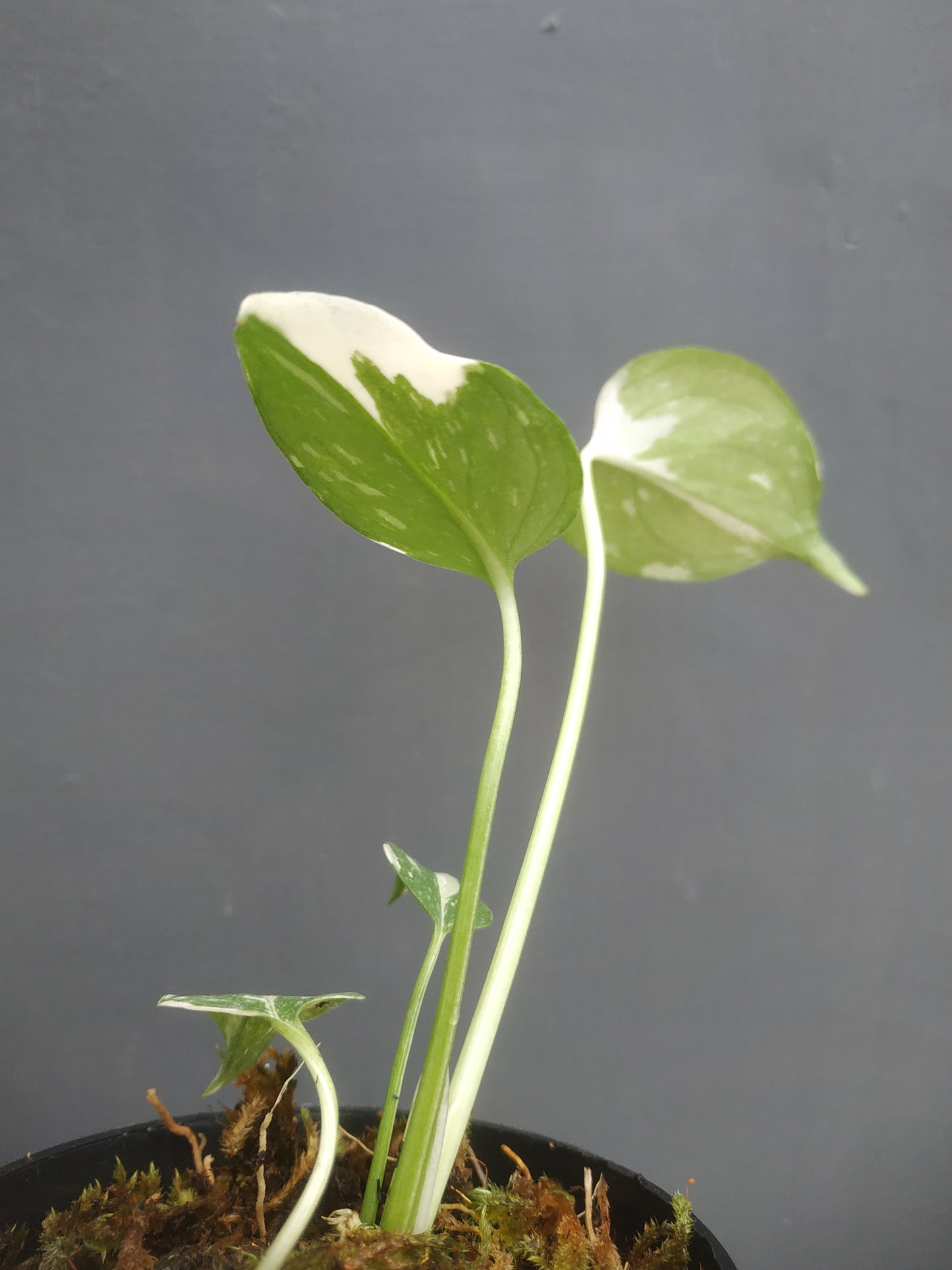 Monstera Thai Constellation Small