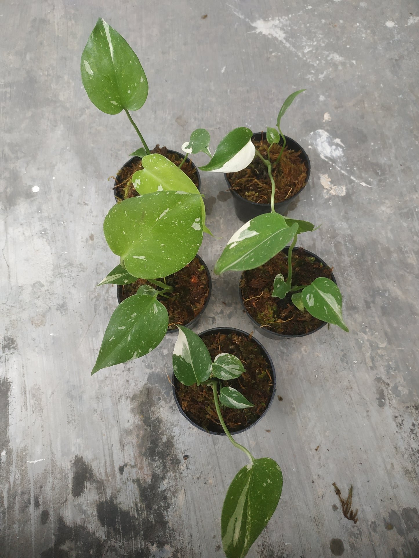 Wholesale 5x Monstera Thai Constelation Variegated