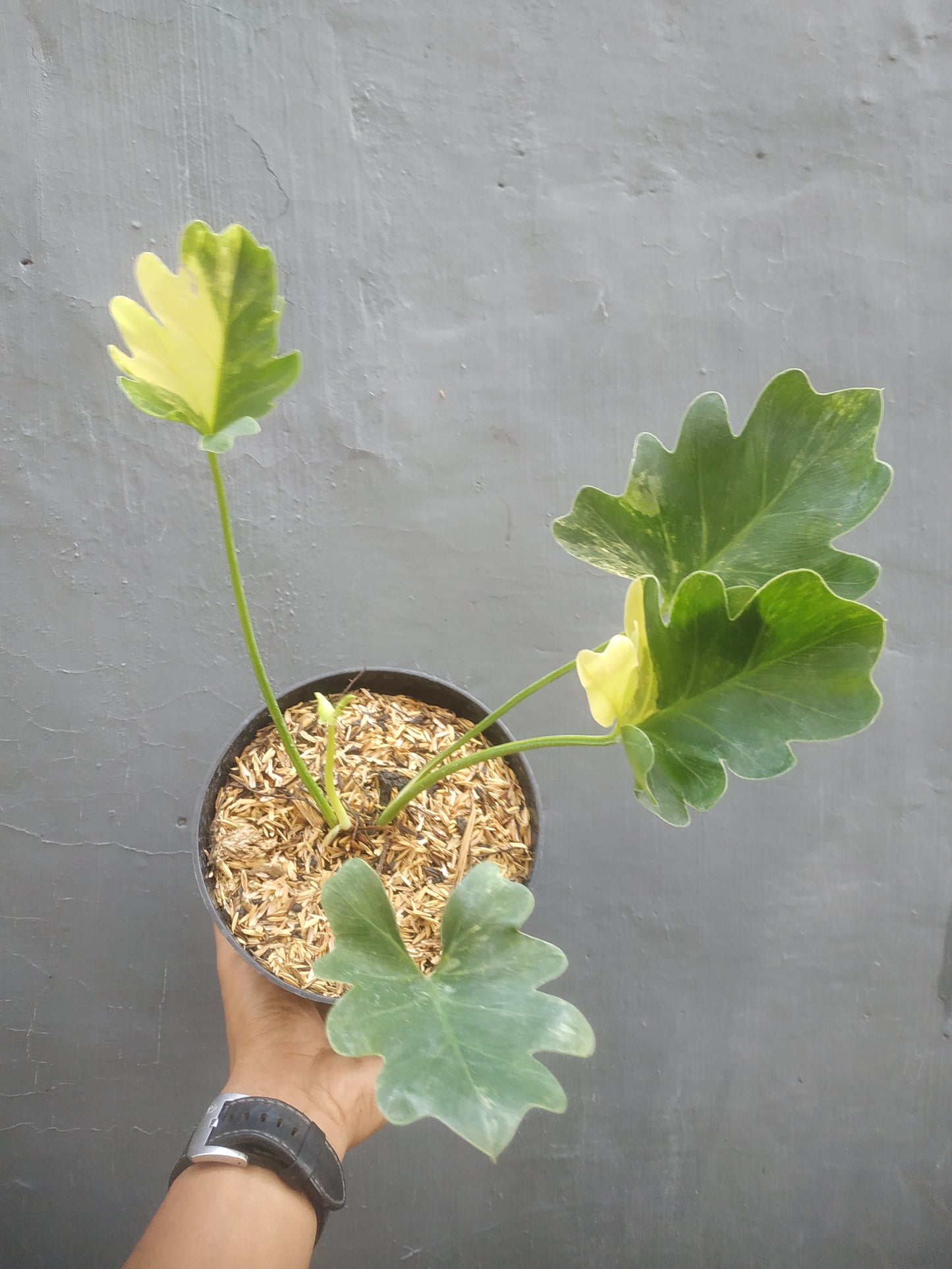 Philodendron Selloum Variegated